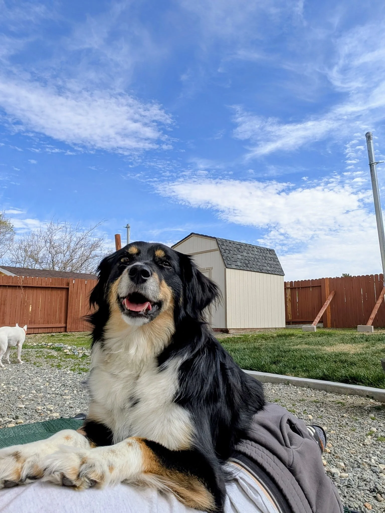 A black, tan, and white Australian Shepherd dog lying on a person's lap outdoors in a backyard with a wooden fence, a shed, and a clear blue sky with scattered clouds.