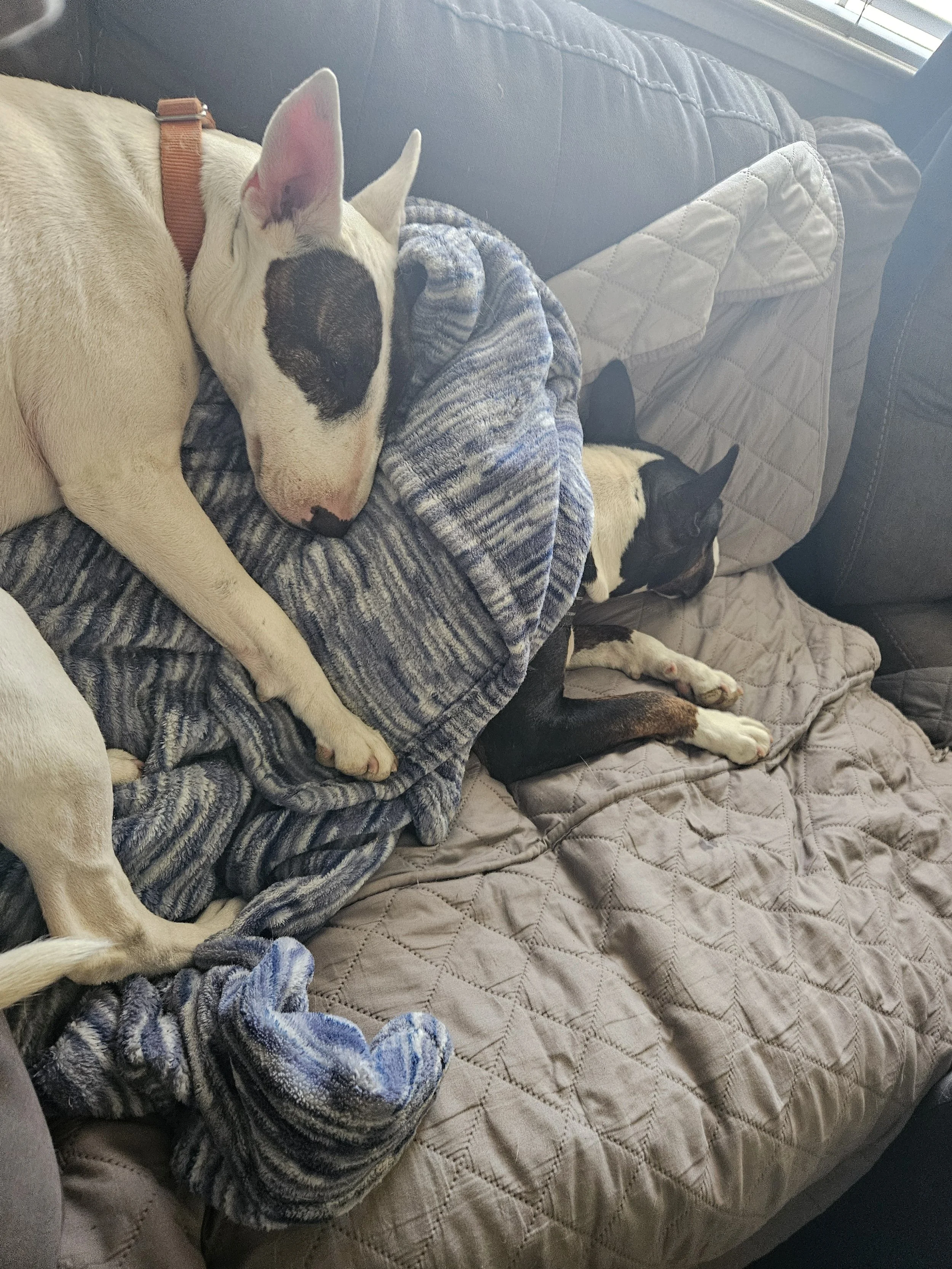 Two dogs sleeping on a couch, one with a white coat and a black spot on its face, the other with a black and white coat. They are cuddled together on a quilted blanket.