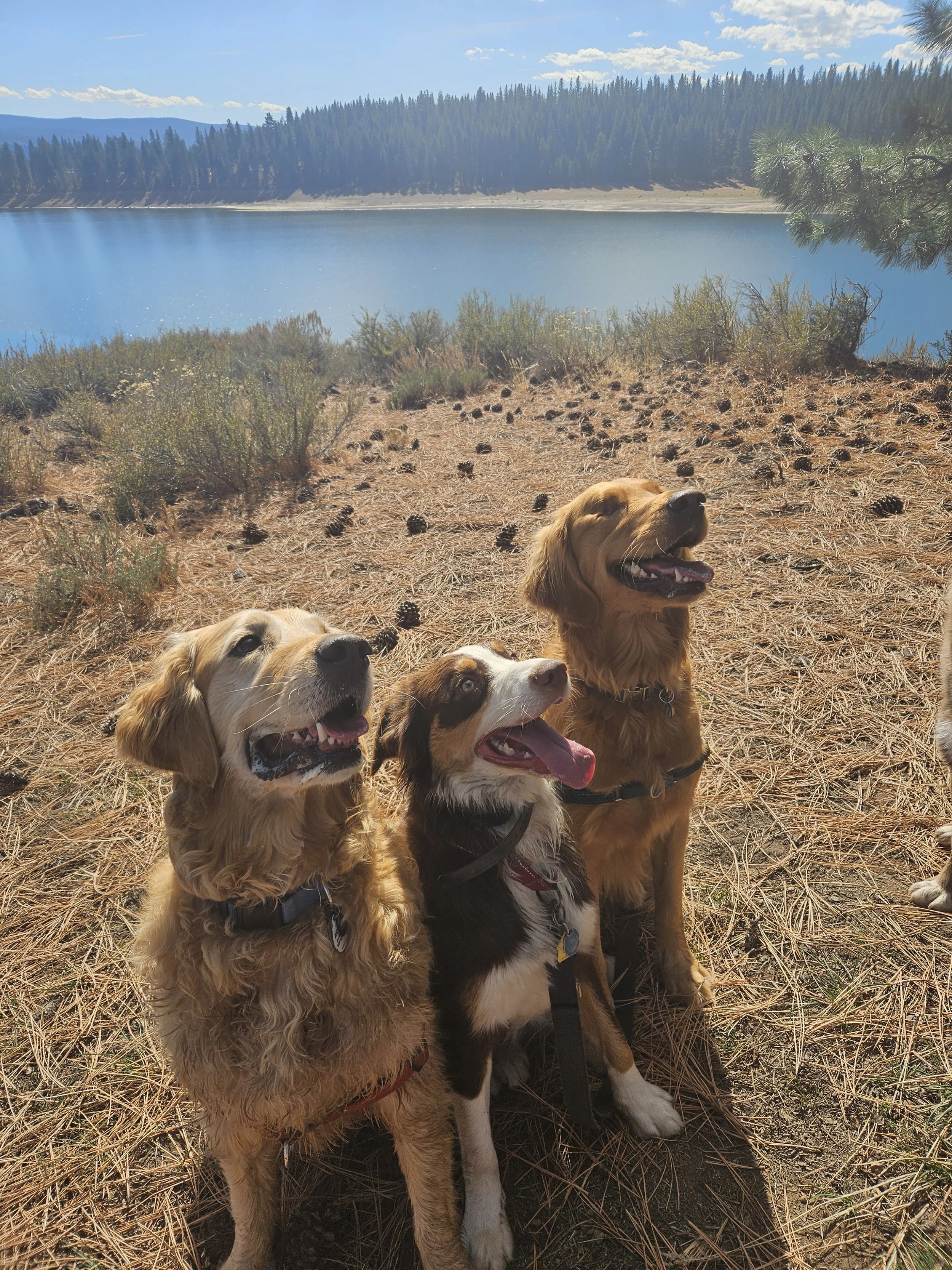Three dogs sitting on a pine needle-covered ground near a lake with a forest and mountains in the background under a blue sky.
