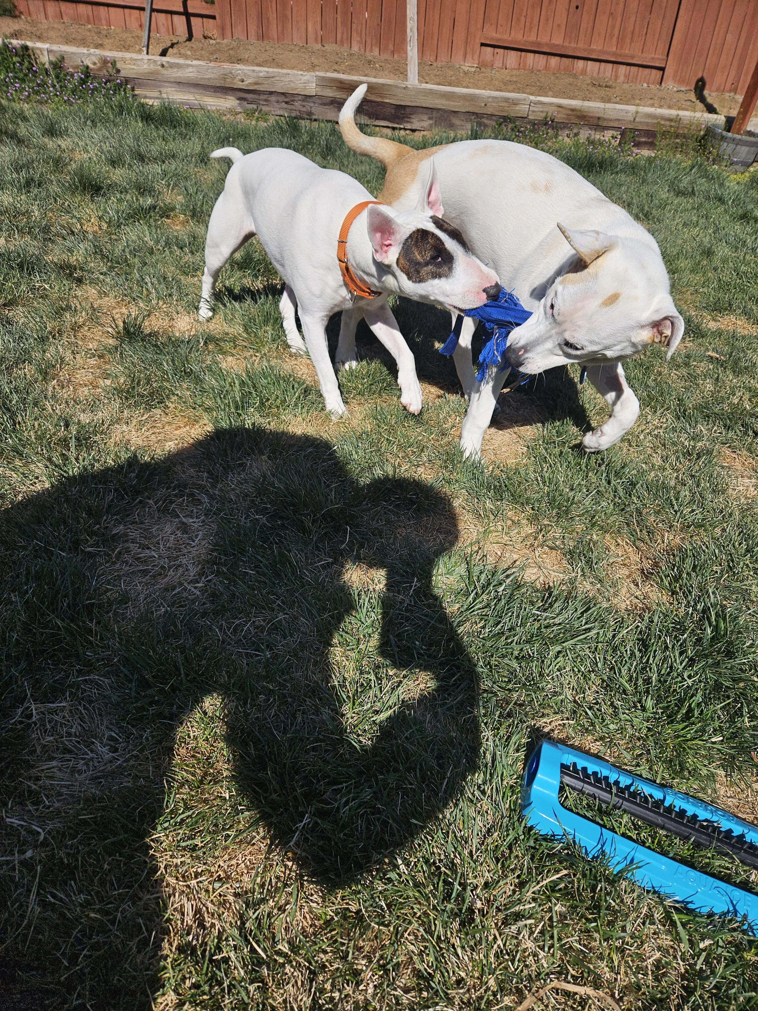 Two dogs playing tug-of-war with a blue toy in a yard with grass and a wooden fence in the background.