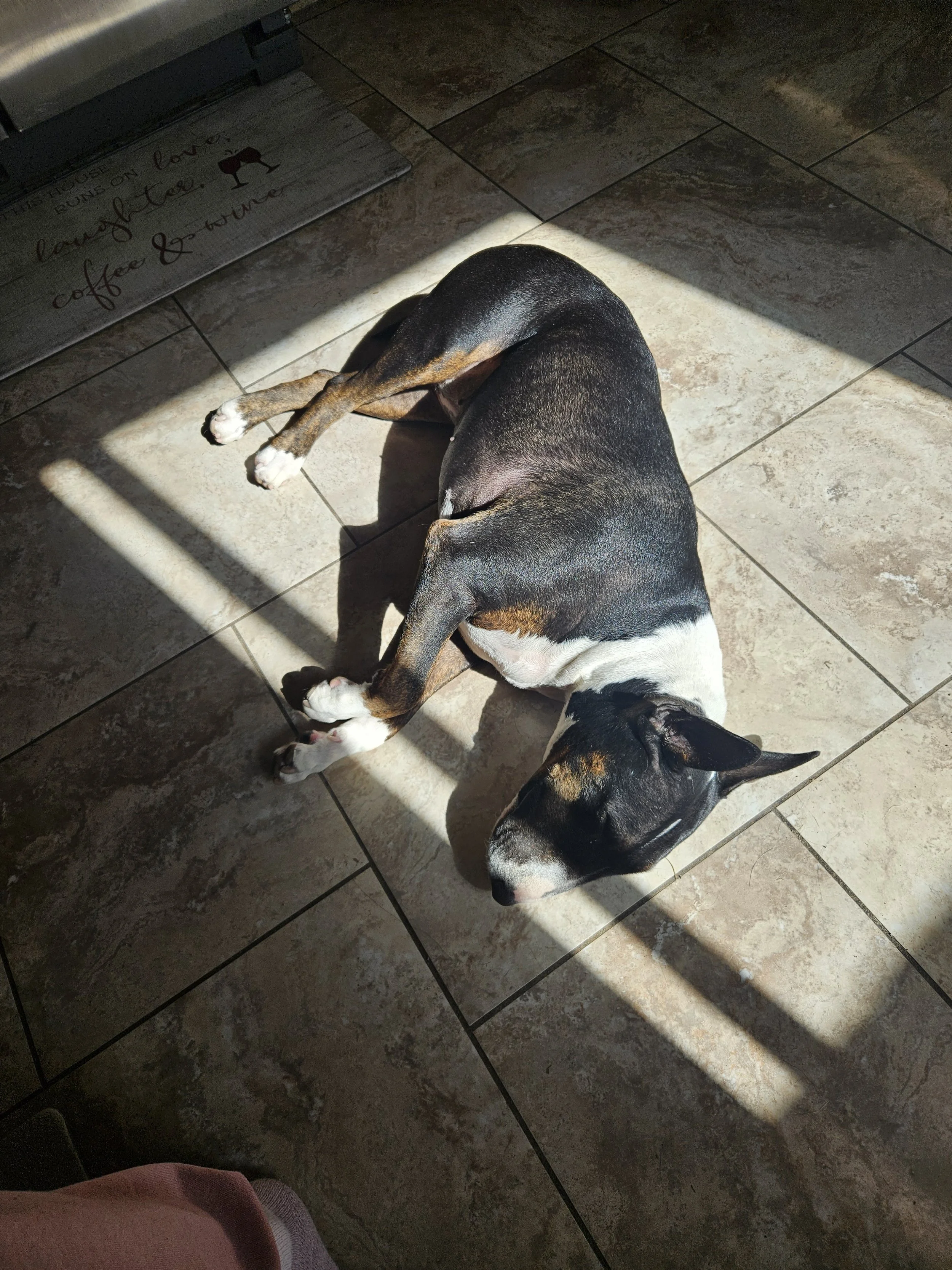 A small dog with a black, white, and tan coat resting on a tiled kitchen floor partially shaded by sunlight.