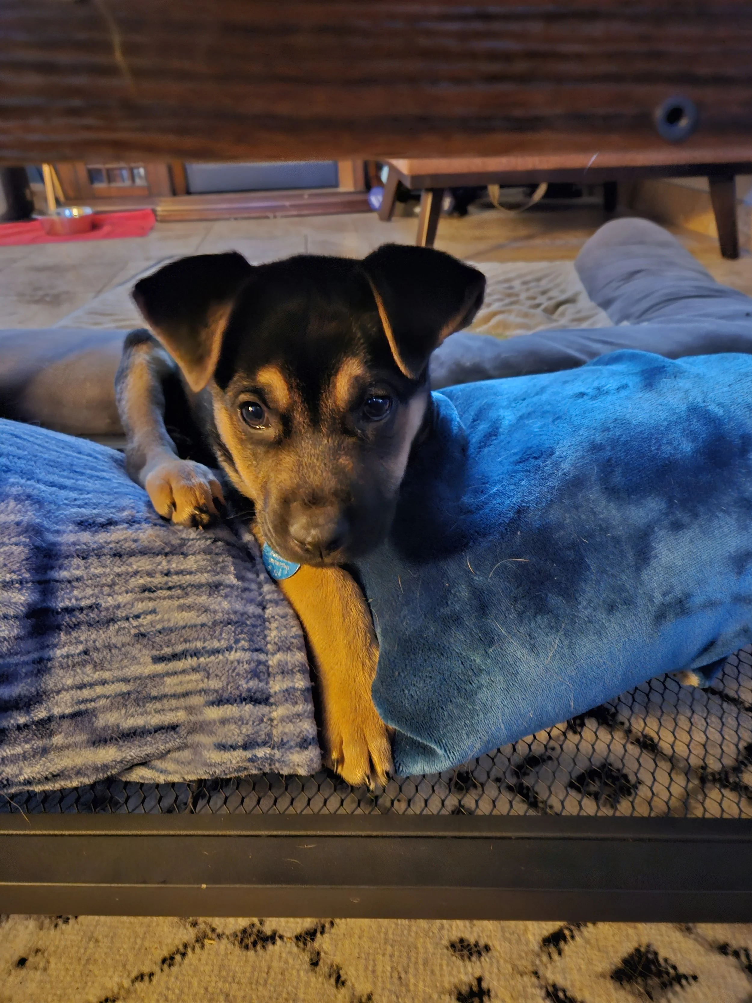 A small black and tan puppy with floppy ears lying on a blue blanket, looking directly at the camera with one paw hanging over the edge. In the background, a living room with a rug, a dog bed, and a wooden table is visible.