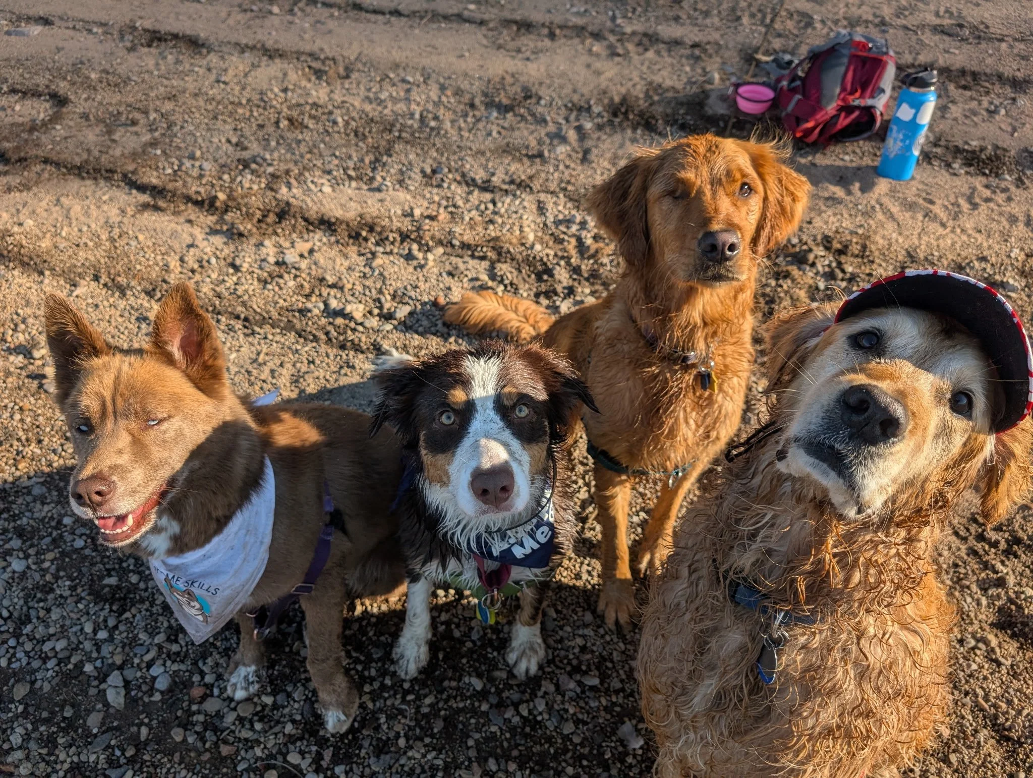 Four dogs standing on a gravel surface with backpacks and water bottles in the background.