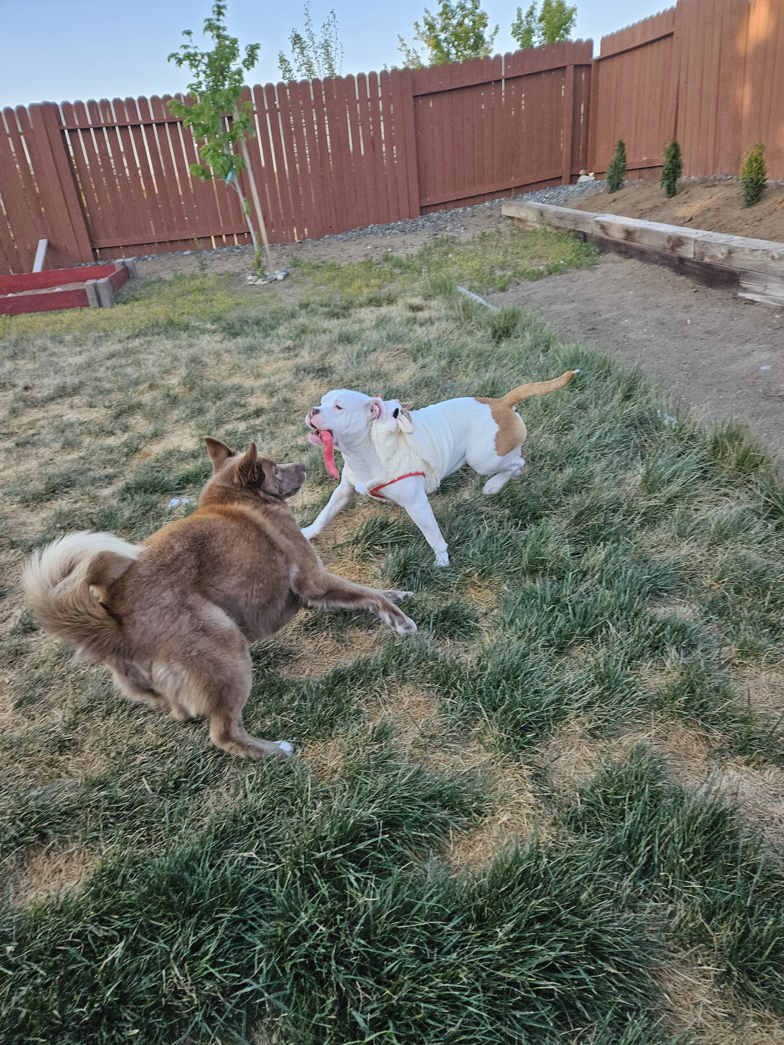 Two dogs playing in a backyard, one with a brown fluffy coat and the other white with brown patches, chasing a pink toy.
