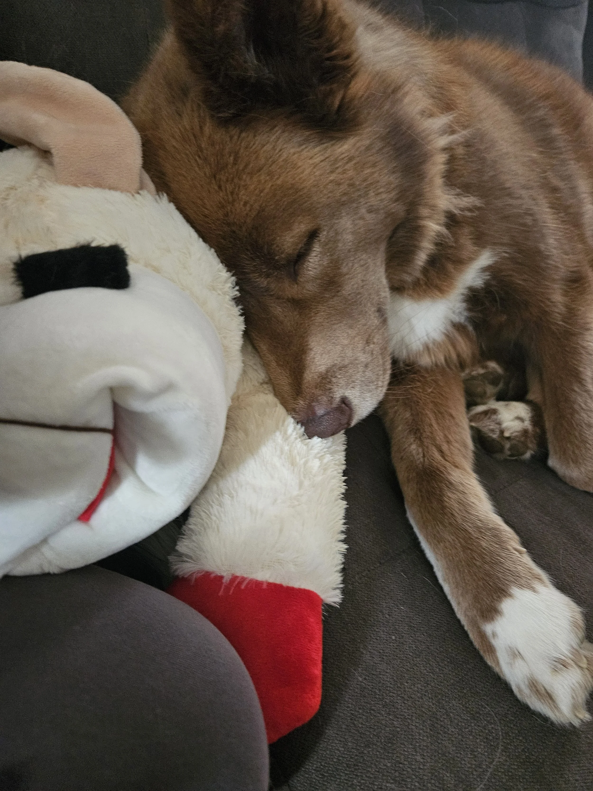 A brown dog with white paws sleeping on a dark sofa, resting its head on a plush stuffed animal with a Santa hat.
