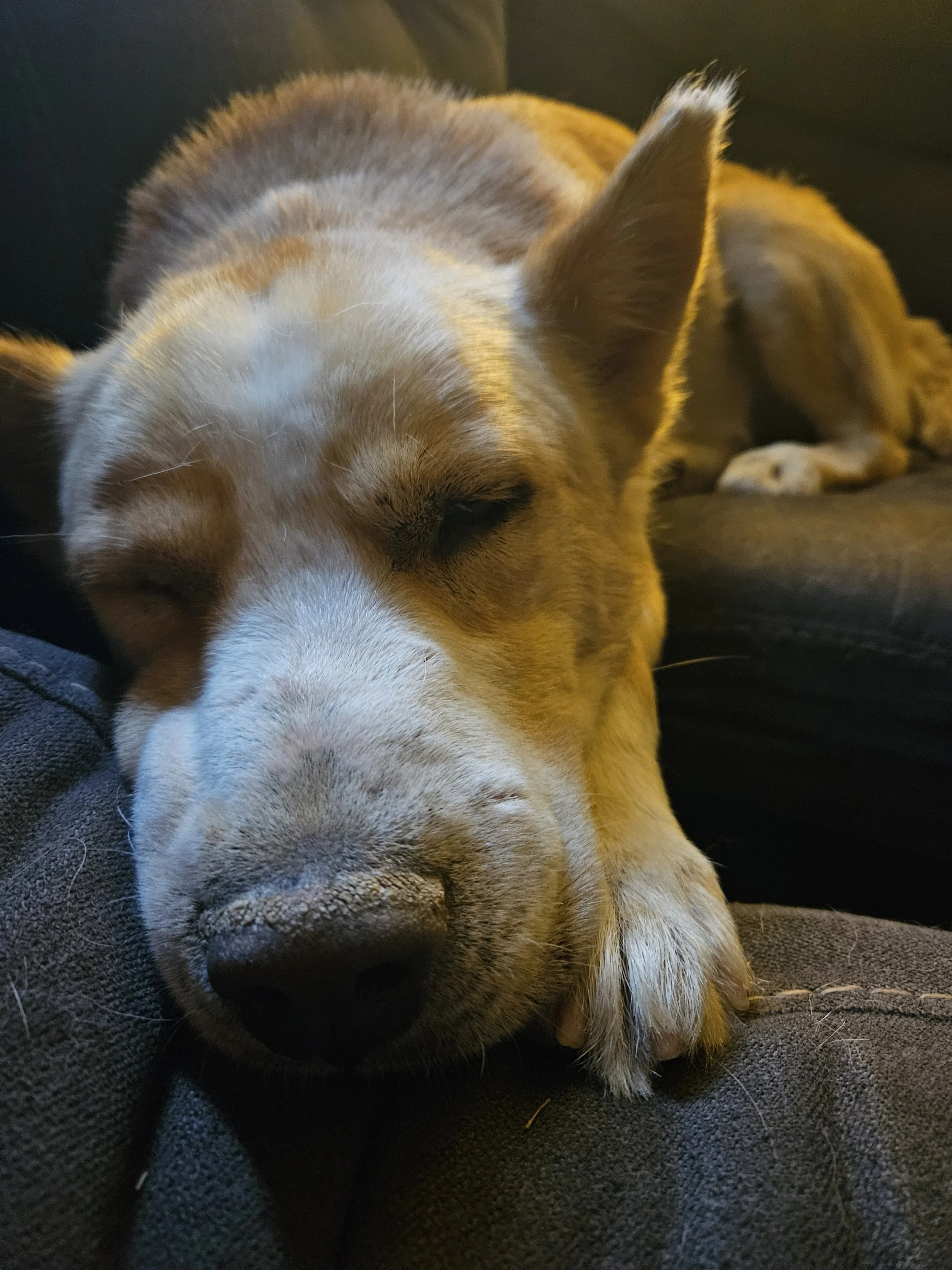 A sleeping dog resting on a couch with eyes closed and head on the cushion.