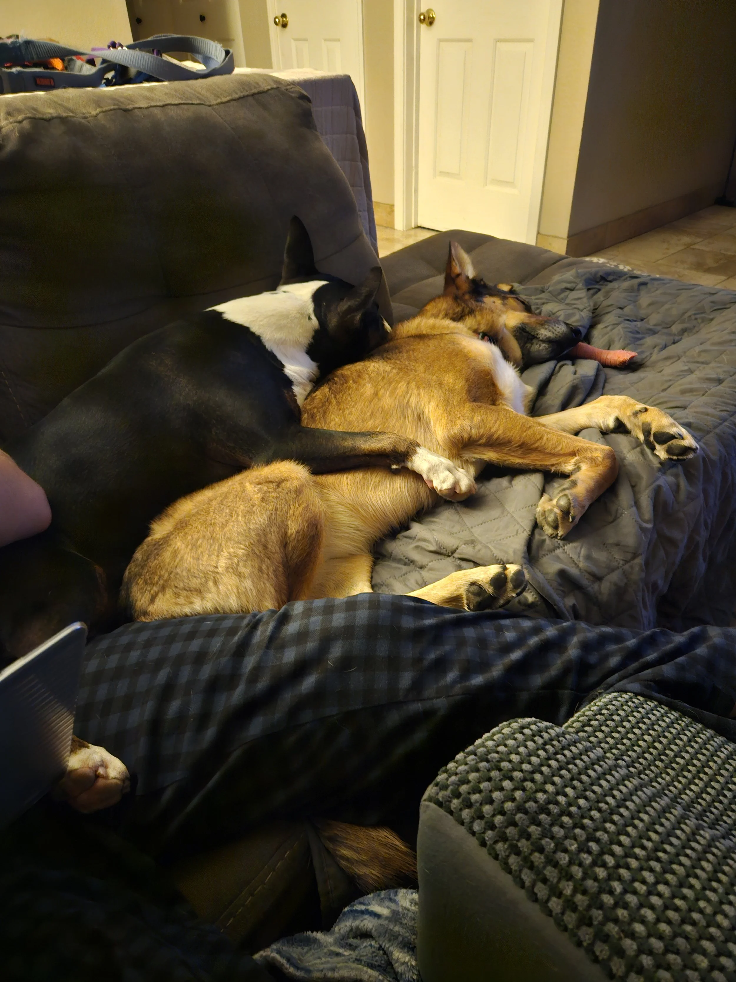 Three dogs lying on a couch, one black and white, one brown, and one merle with a pink tongue, resting on gray and plaid blankets.