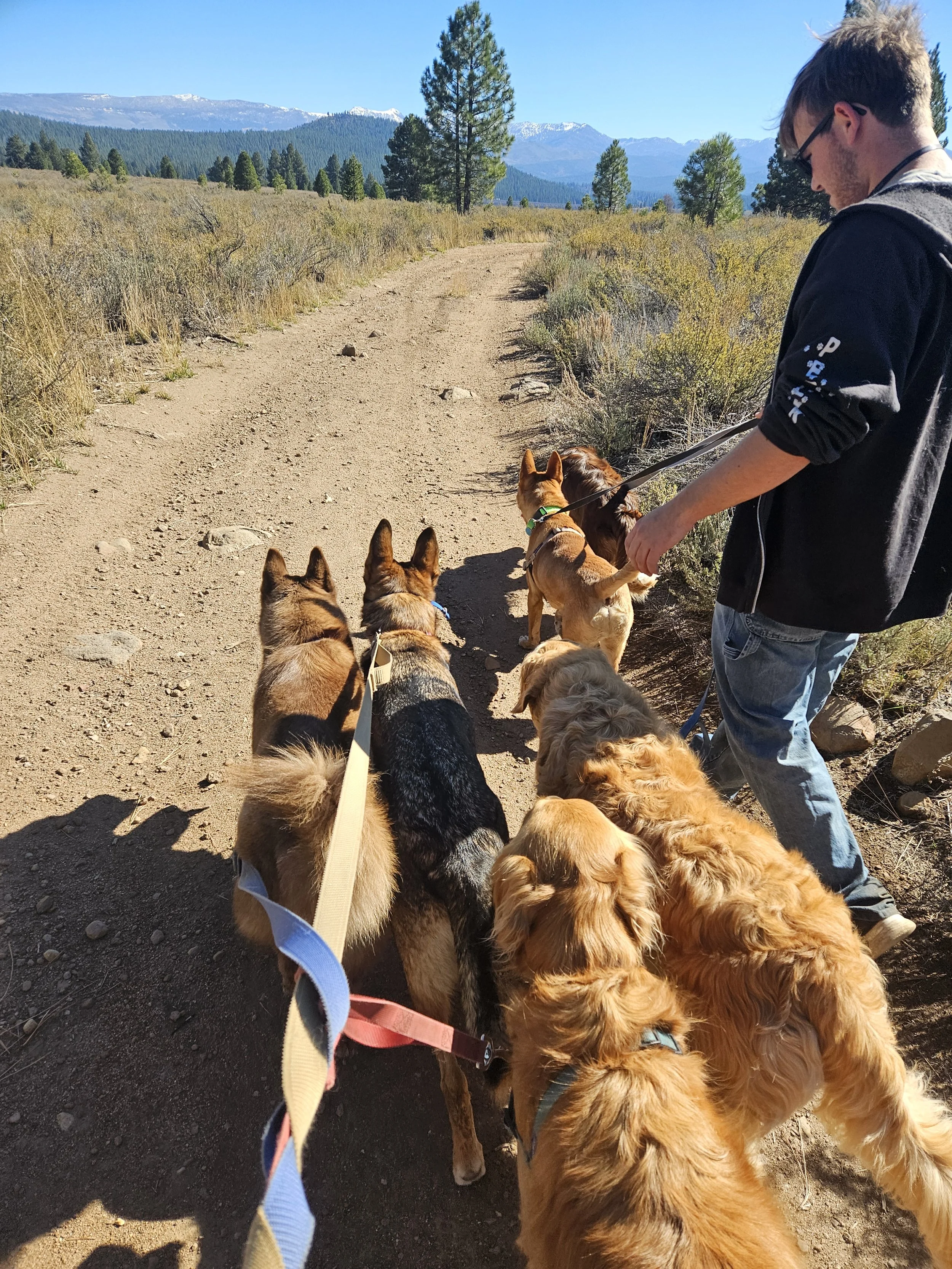 Person walking on a dirt trail with six dogs, with a mountainous landscape in the background.