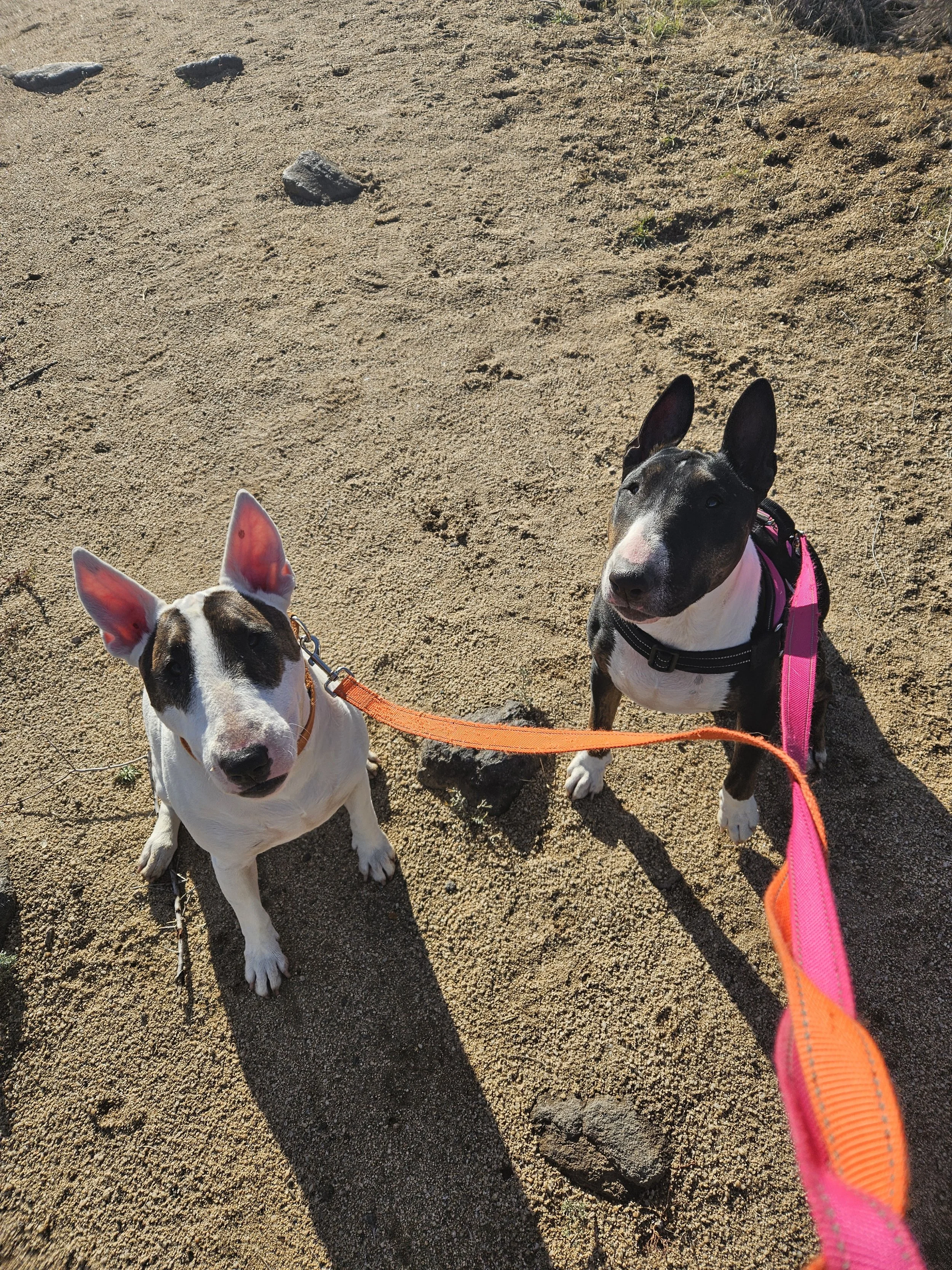 Two Bull Terrier dogs sitting on sandy ground, one with black and white coat and another with mostly black coat with white markings, both wearing harnesses and orange leashes, during daylight.