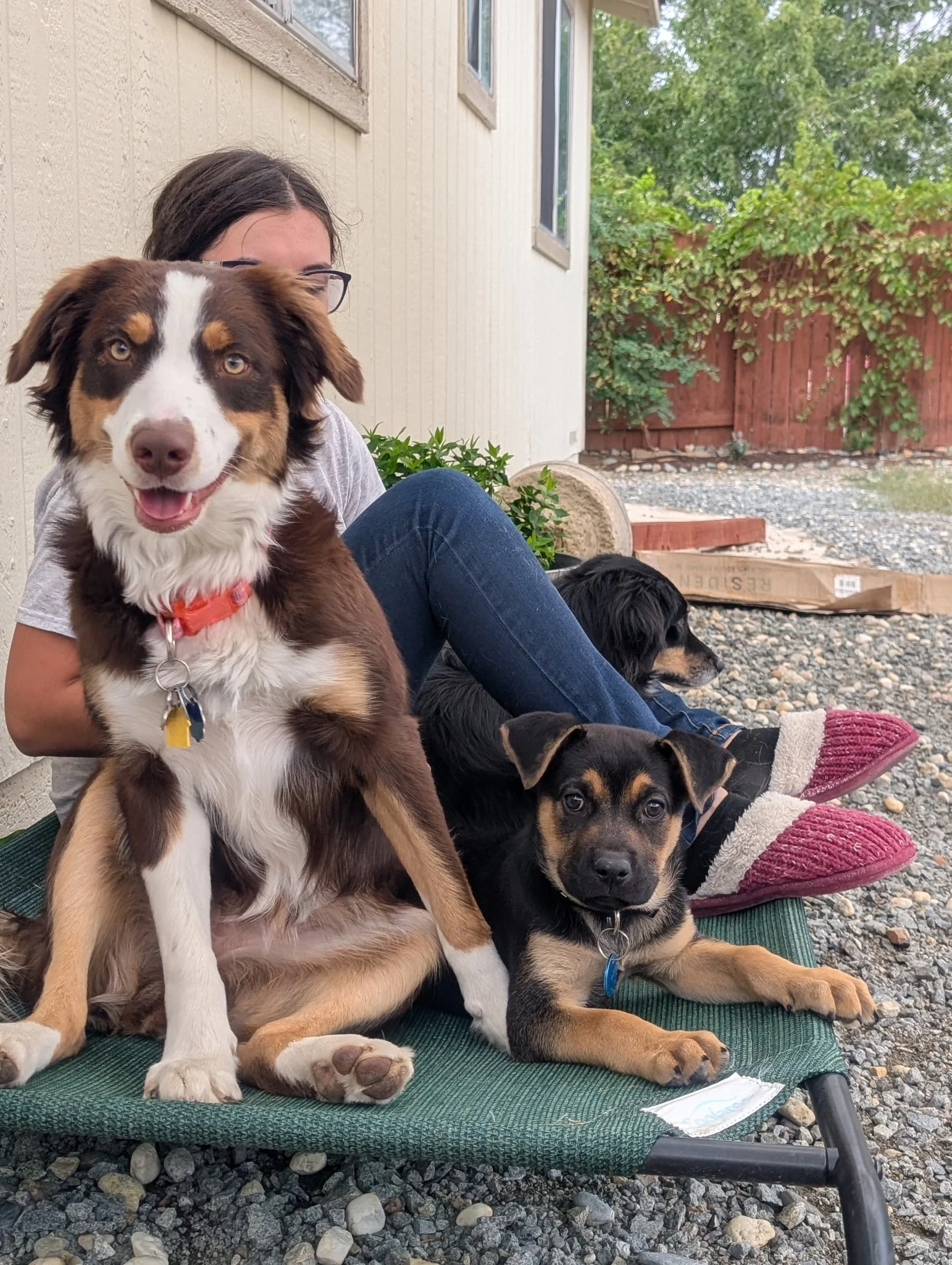 A woman sitting on the ground outside with three dogs, one sitting on her lap and two lying on a dog bed.