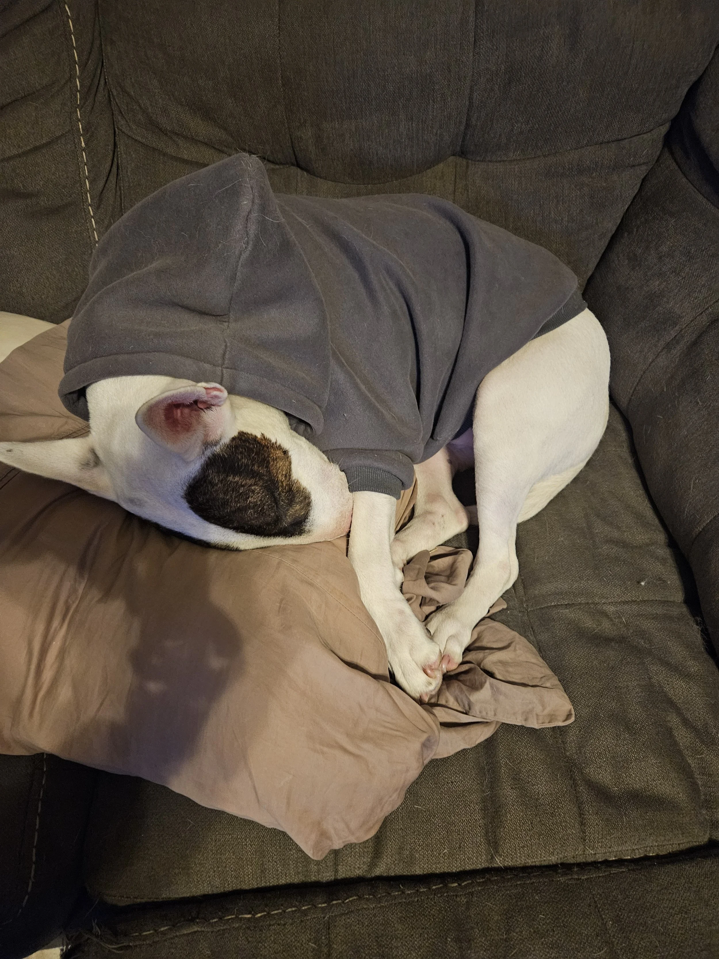 A dog sleeping on a couch, wearing a gray hoodie, with its head resting on a brown pillow.