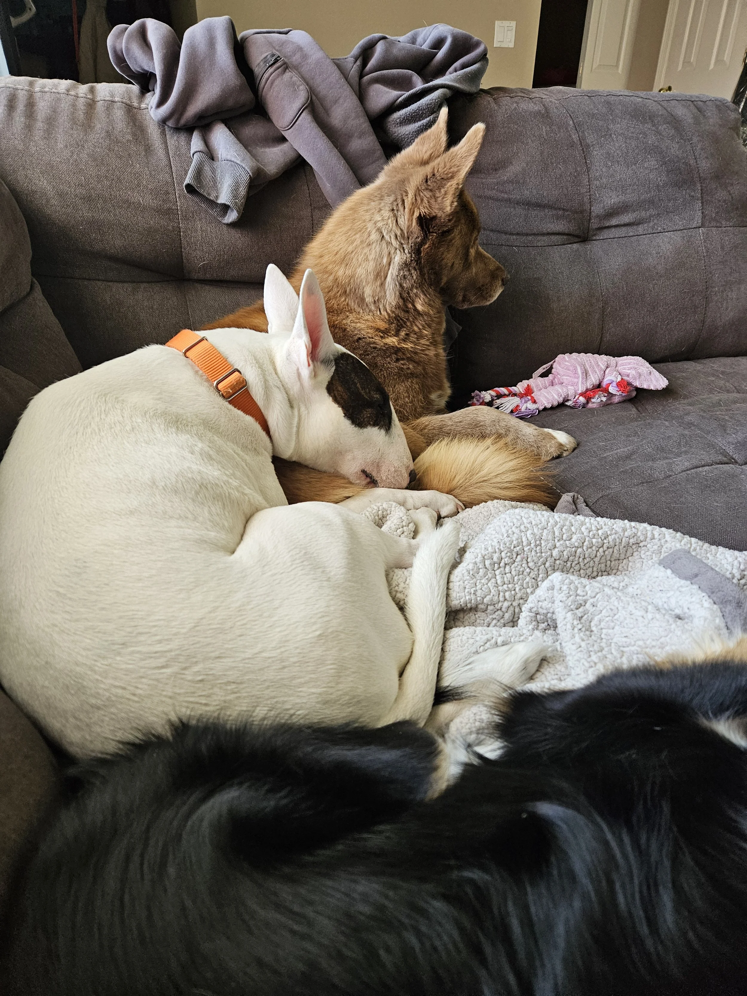 A brown and tan dog sitting on a couch next to a white dog with black markings, both sleeping. There is a black dog partially visible at the bottom of the image and a pink and purple toy on the couch.