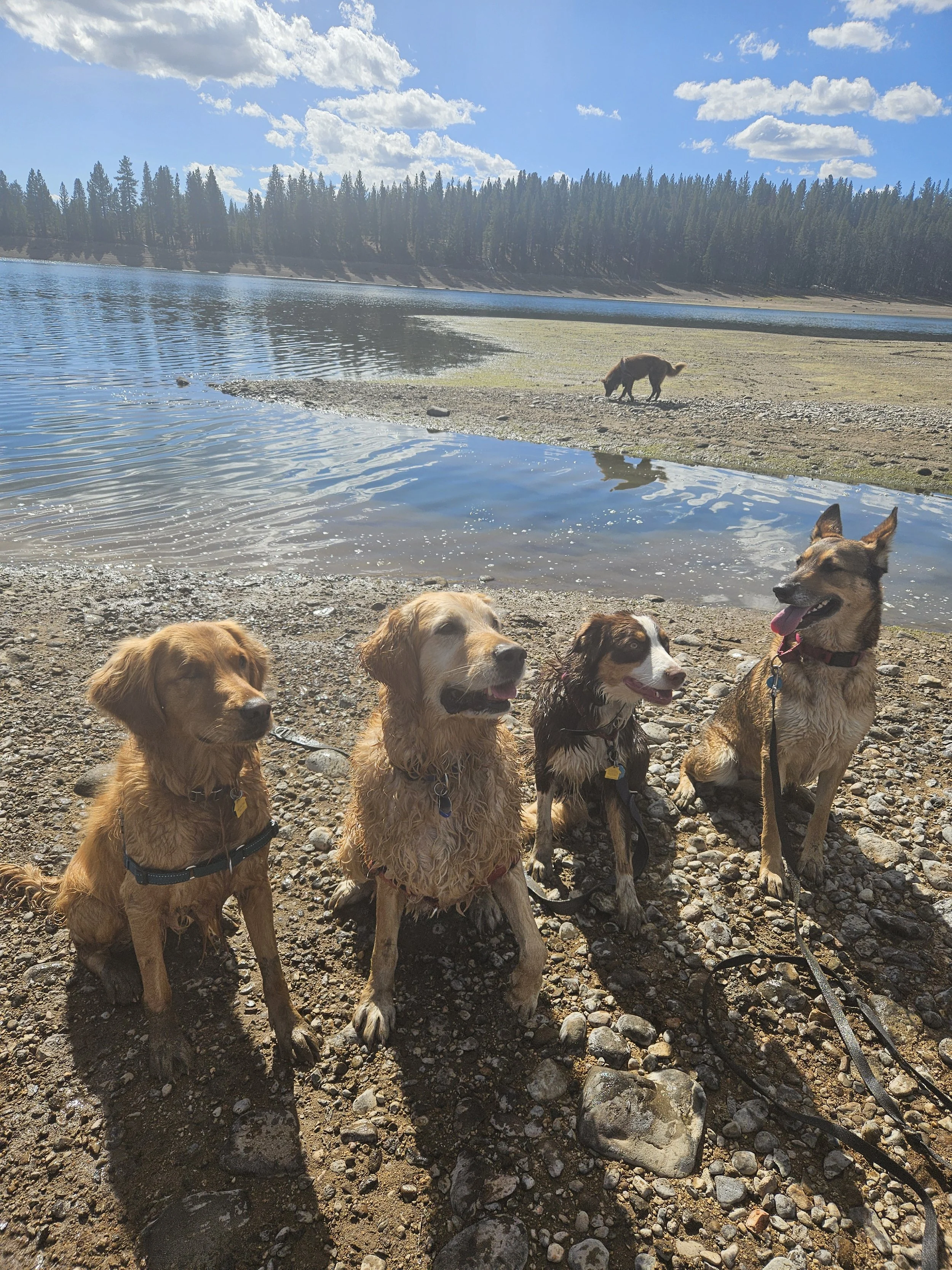 Four dogs sitting on a rocky shore near a lake, with one dog walking in the background; a forest and blue sky with clouds are visible across the lake.