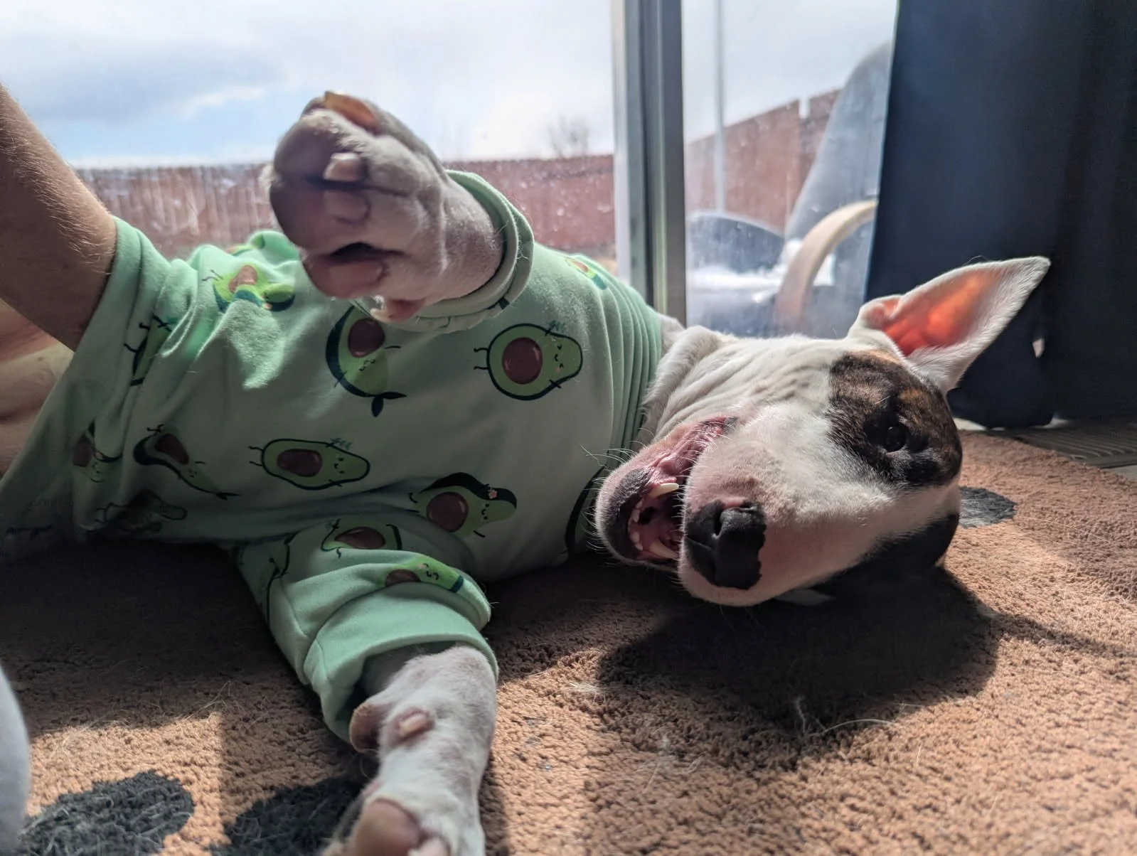 A dog lying on a carpet near a sliding glass door, wearing a green shirt with an avocado pattern, with one eye open and tongue slightly out.