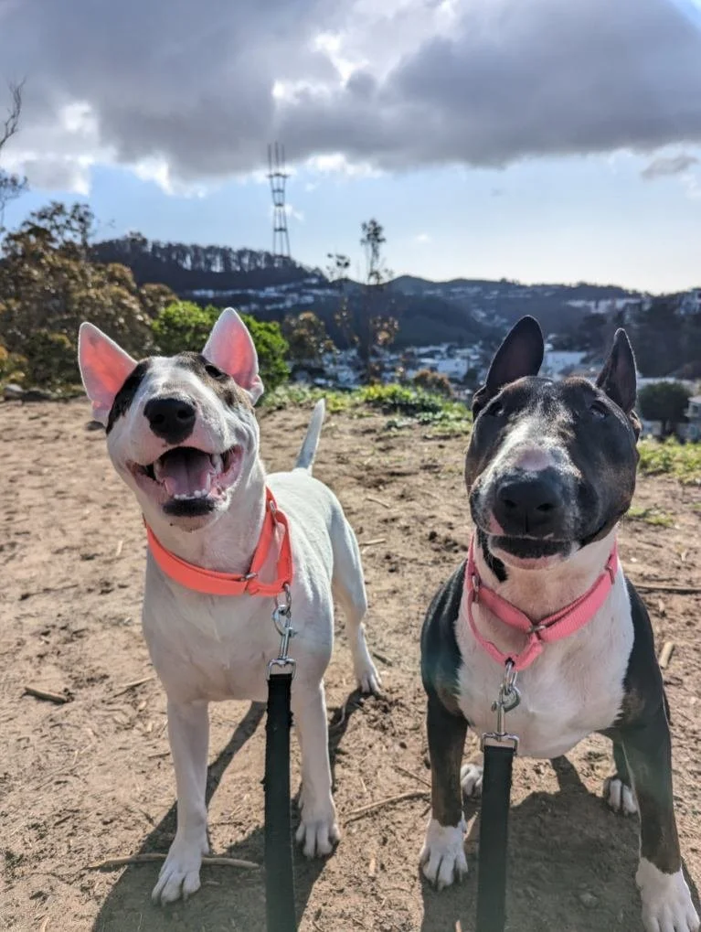 Two happy dogs, one black and white and the other black and gray, sitting outdoors on dirt ground with a cloudy sky and hills in the background.