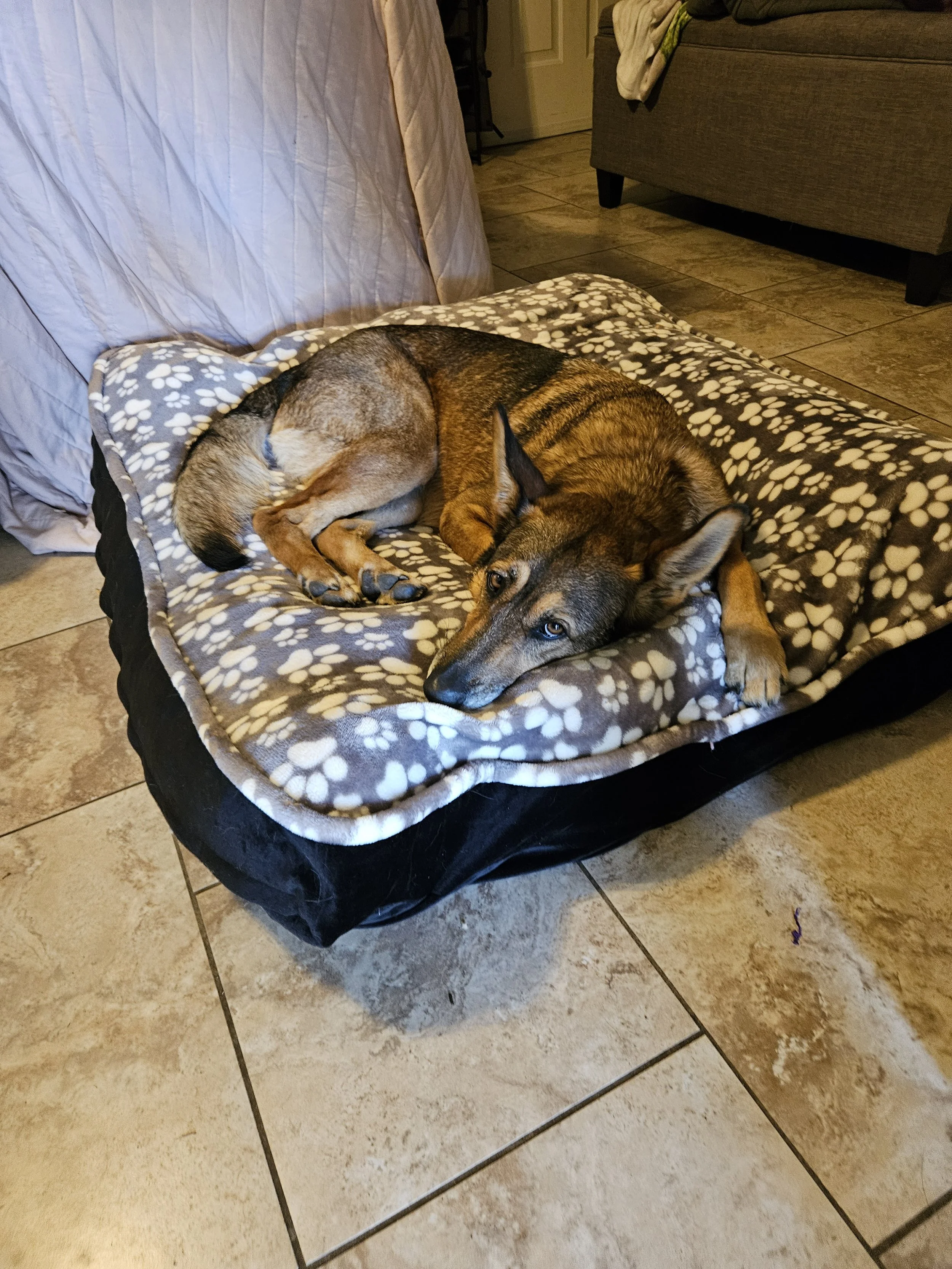 A dog lying on a cozy blanket on a raised bed, indoors with tiled flooring and furniture nearby.