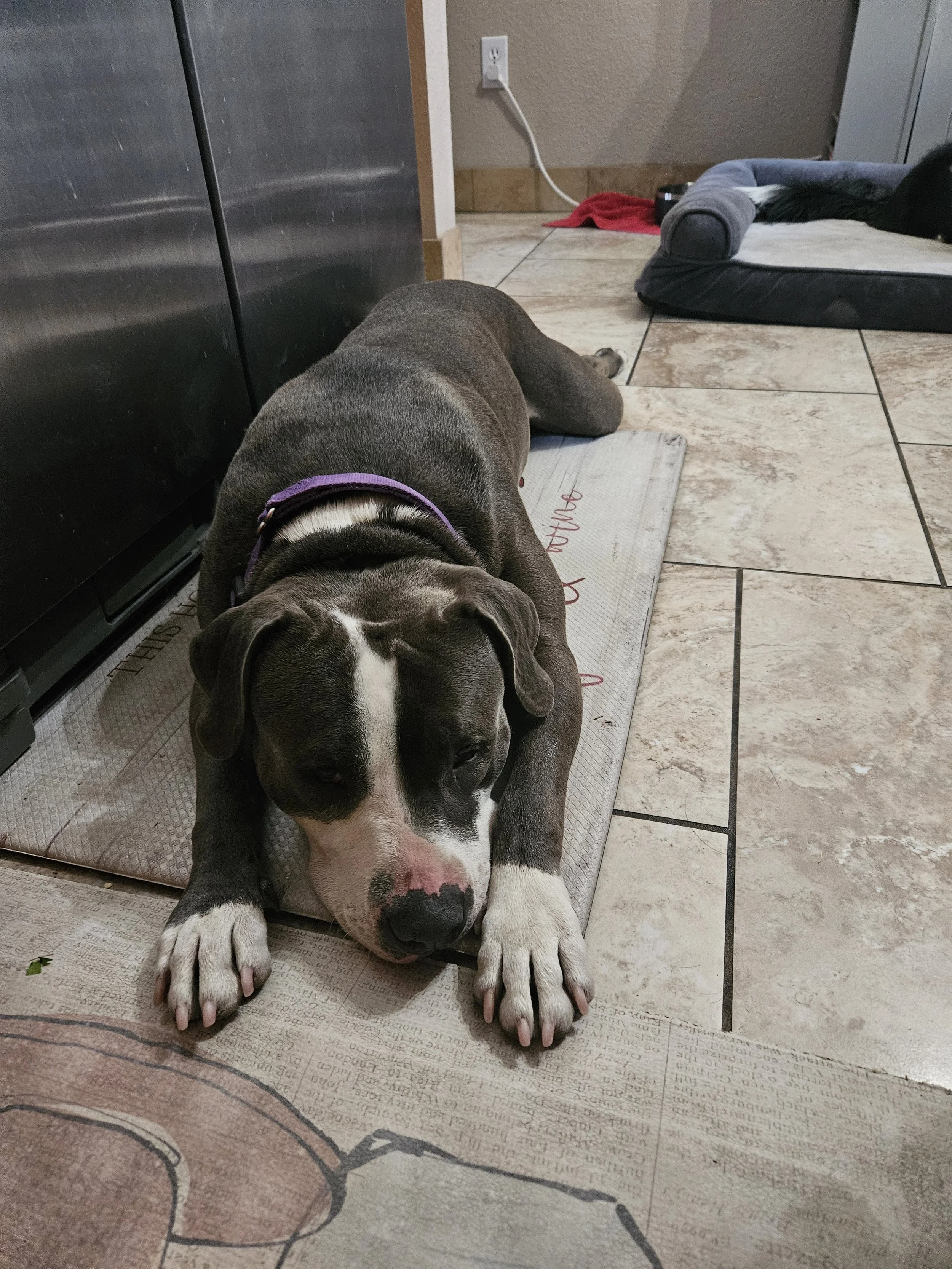 A puppy lying flat on a mat on a tiled kitchen floor, with a black dog resting in a bed in the background.