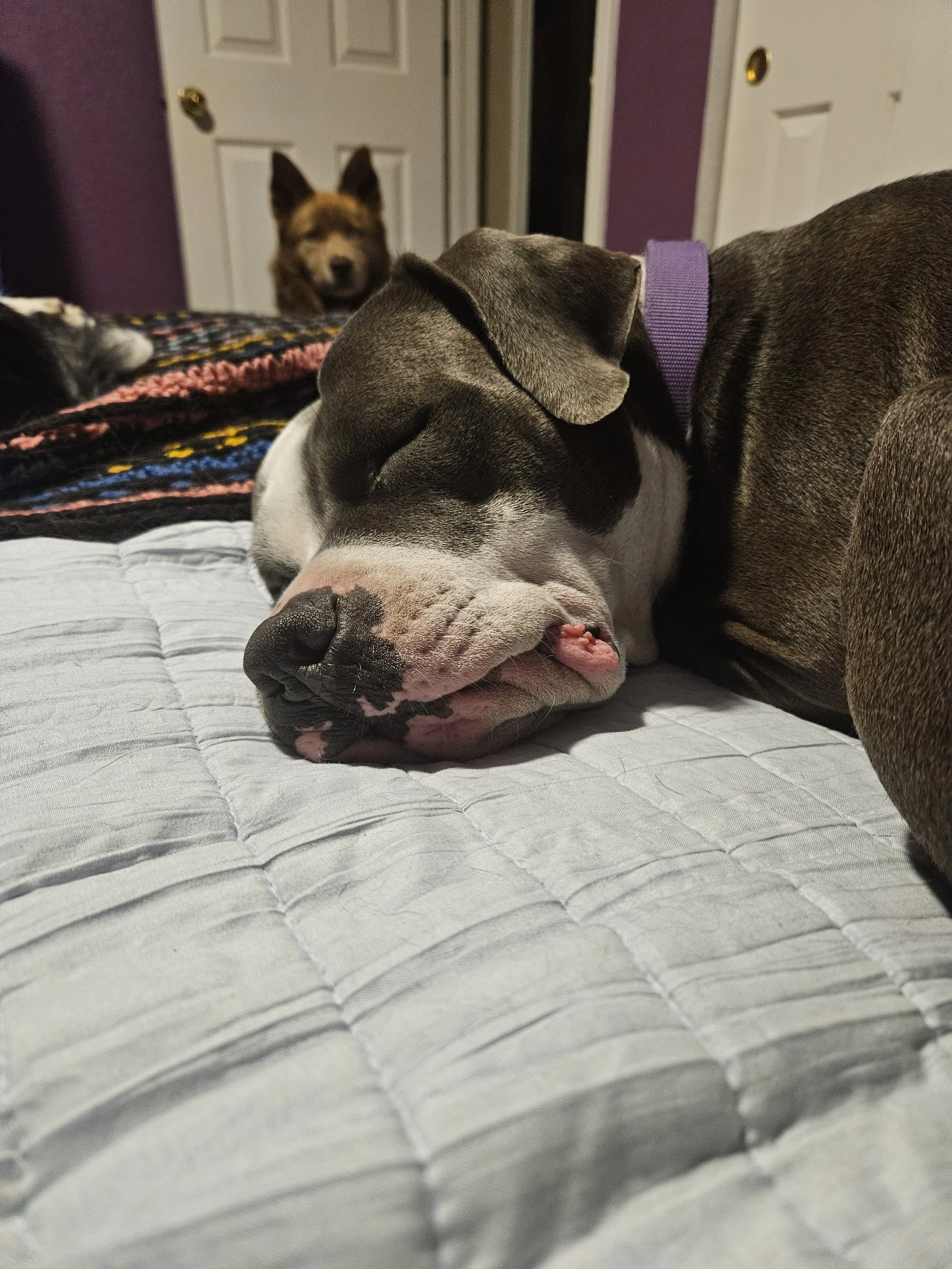 A sleeping dog with a black and white face and a pink tongue slightly sticking out, lying on a quilted bedspread in a bedroom with purple walls and white doors. A second dog with brown fur and pointy ears is in the background, looking toward the slee