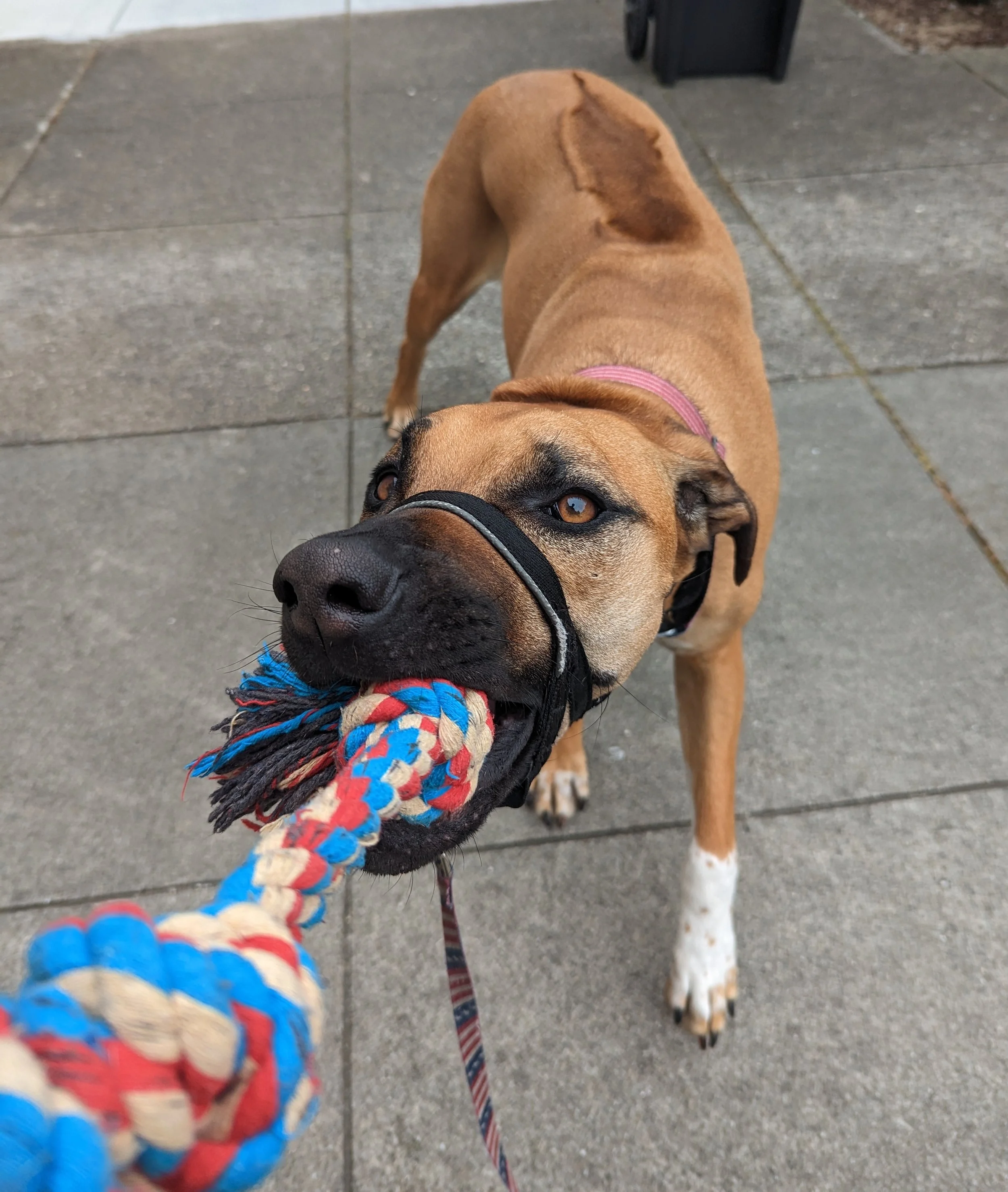 A brown dog with a black snout and amber eyes playing tug-of-war with a colorful rope toy on a concrete sidewalk.