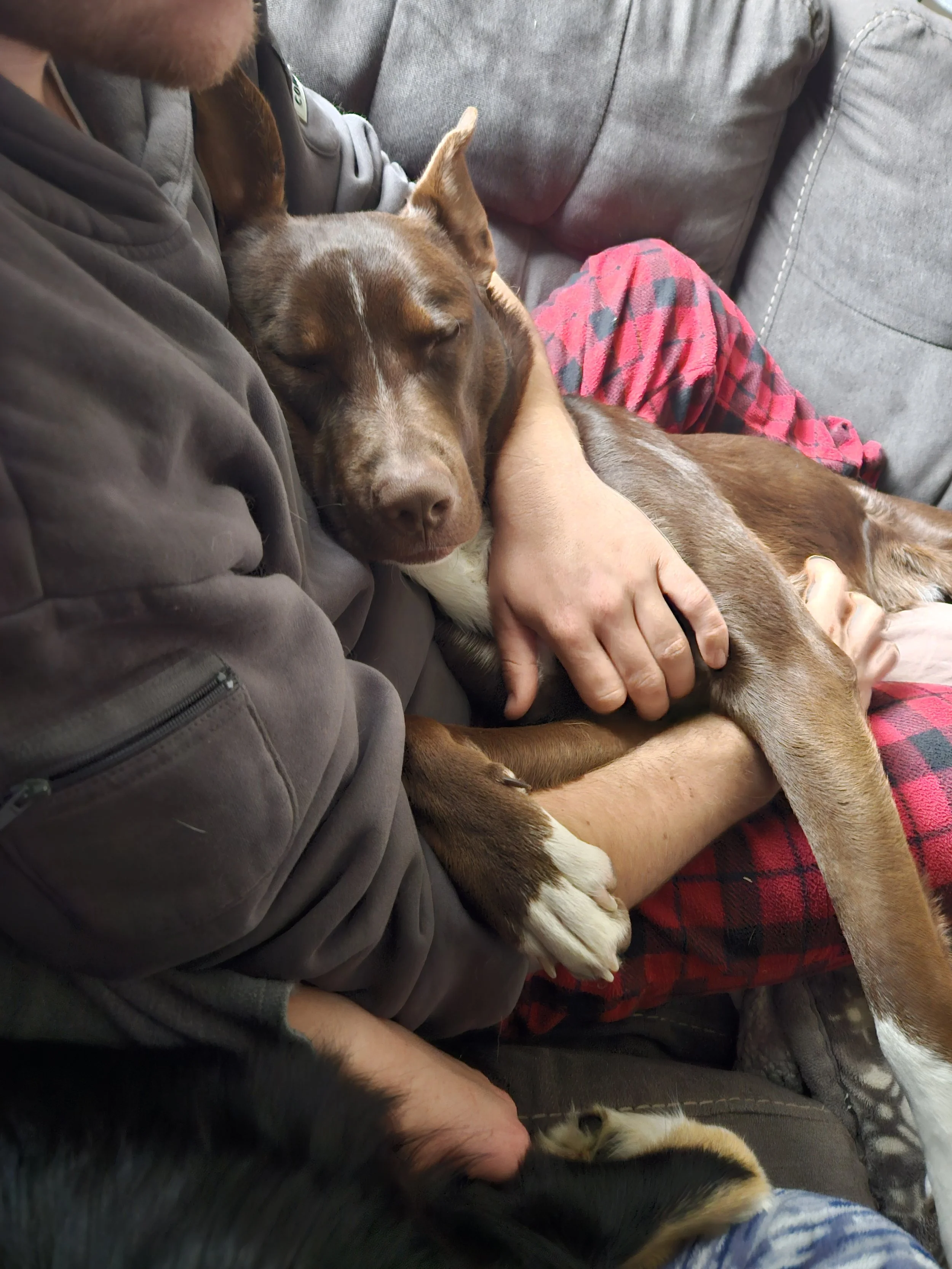 Man cradling a large, brown and white dog with closed eyes on a gray couch.