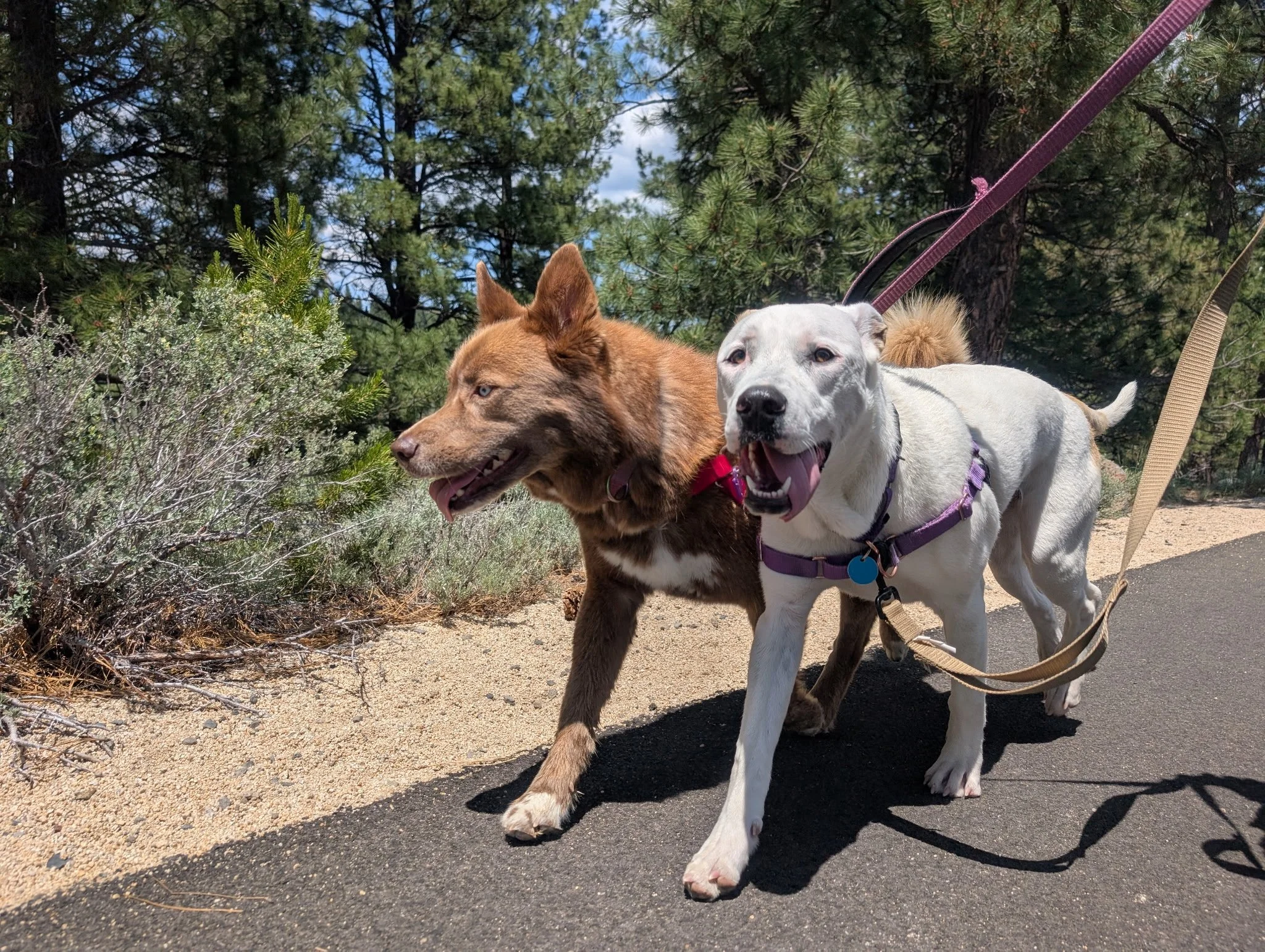 Two dogs, one brown and one white, walking on a paved trail through a wooded area on a sunny day.