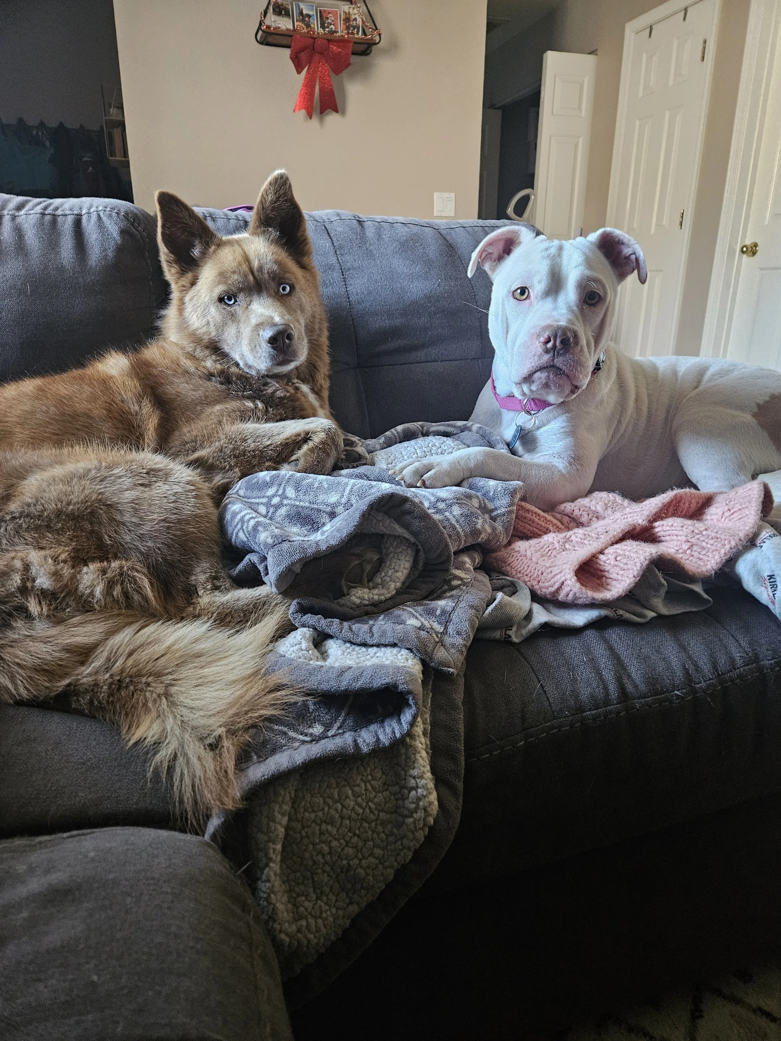 Two dogs lying on a couch with blankets, one is a brown and white Siberian Husky and the other is a white Pitbull with a pink collar, in a living room with white doors and wall decorations.