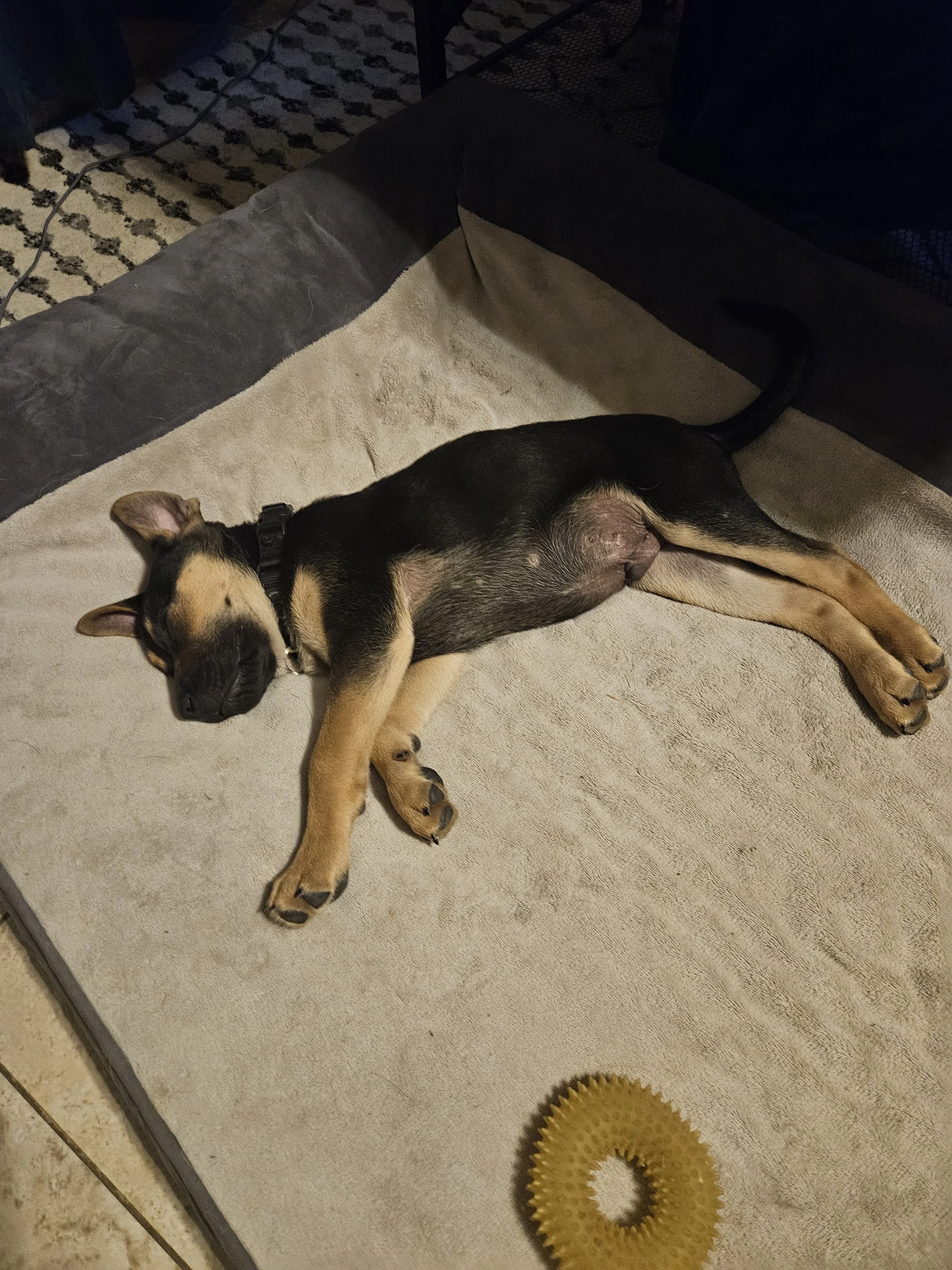 A sleeping puppy lying on its side in a pet bed with a yellow chew ring toy nearby.