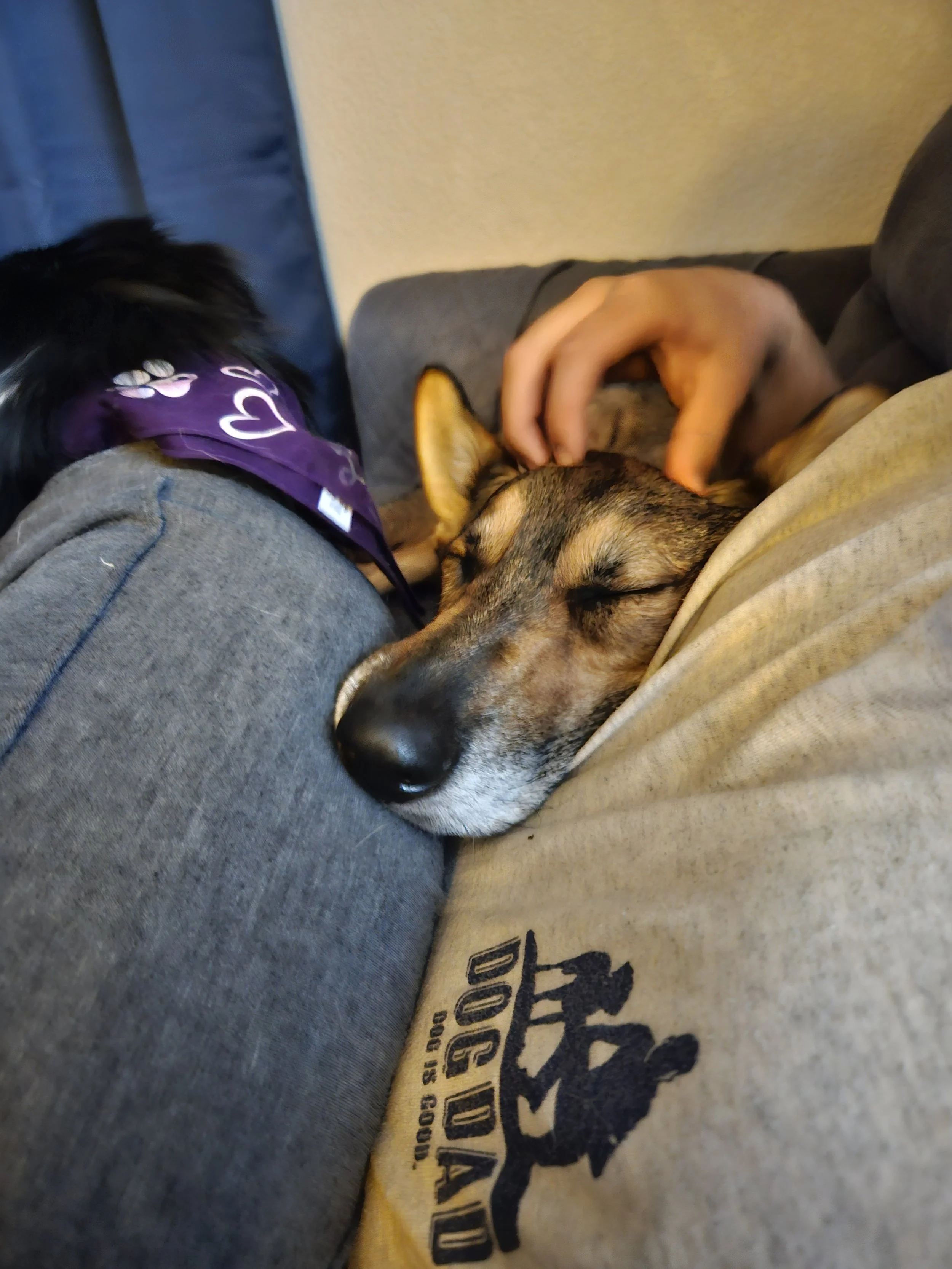 A person resting on a couch with a dog, both cuddling. The dog is lying with its head on the person's lap and appears to be sleeping. Another dog with a purple bandana is also present, snuggling close to the first dog.