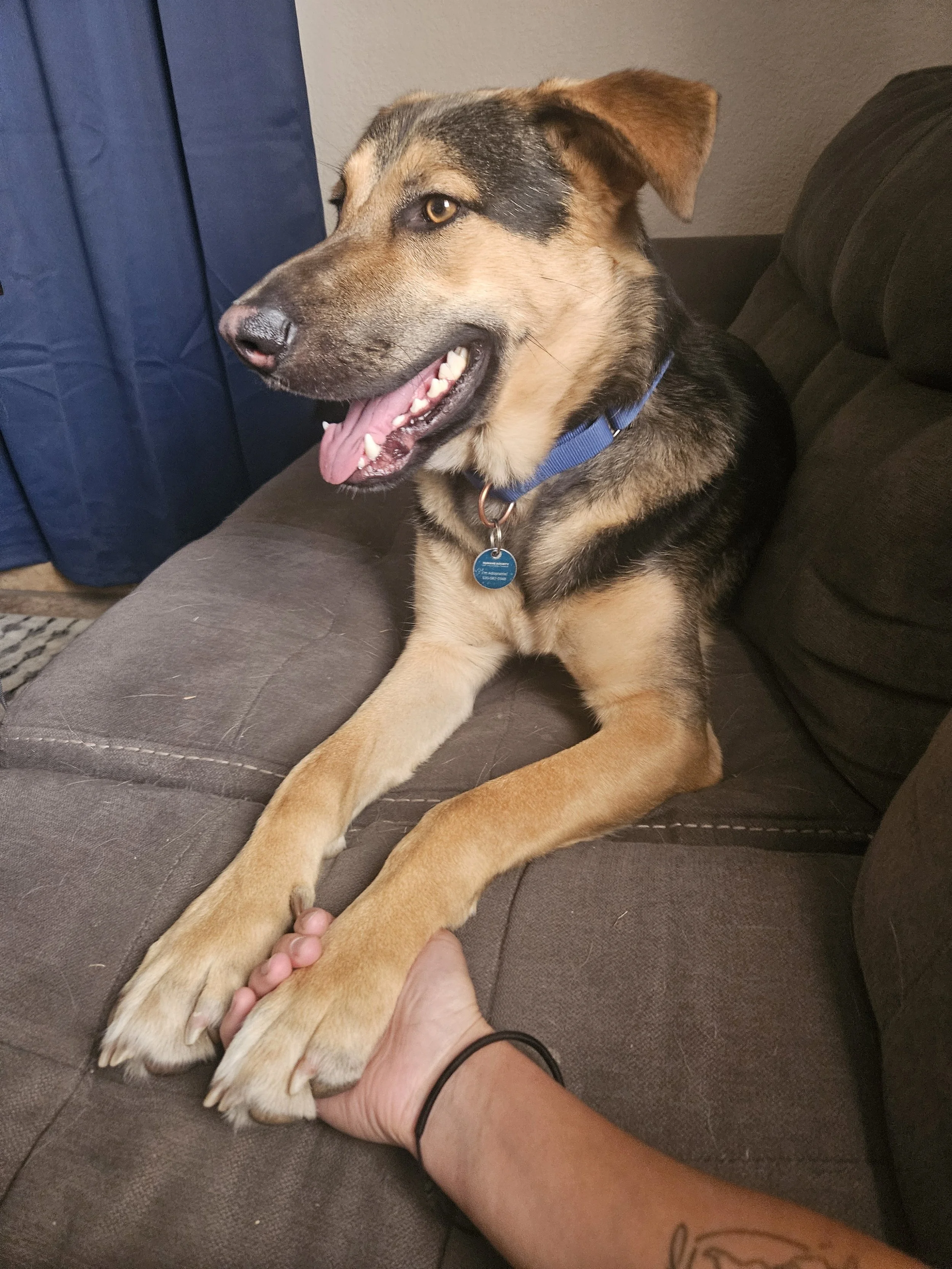 A dog with black and tan fur, wearing a blue collar, sitting on a couch and holding a person's hand with its paw.