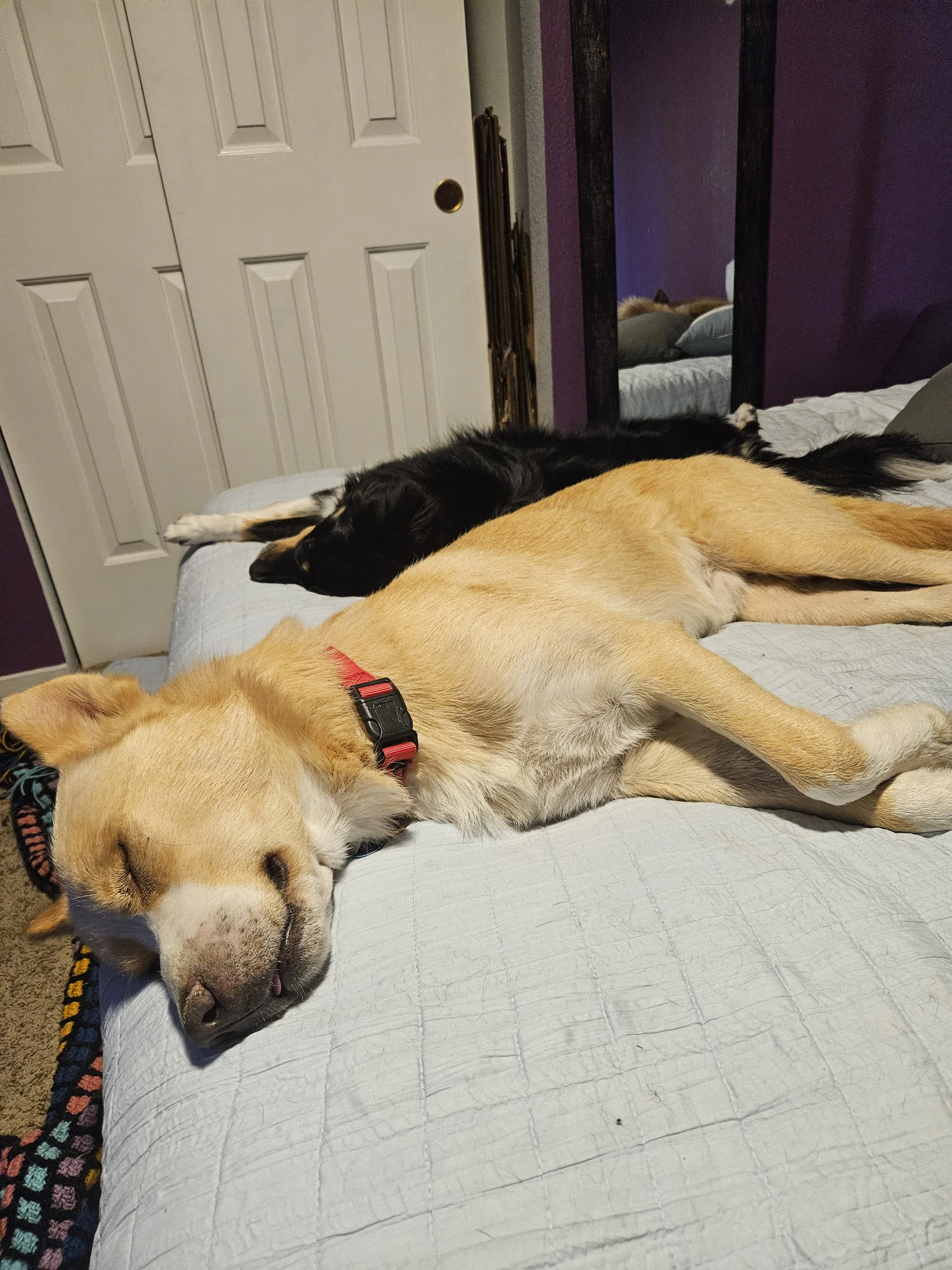 Two dogs, a yellow shepsky and a black and white dog, are sleeping on a bed, stretched out on their sides with their eyes closed.