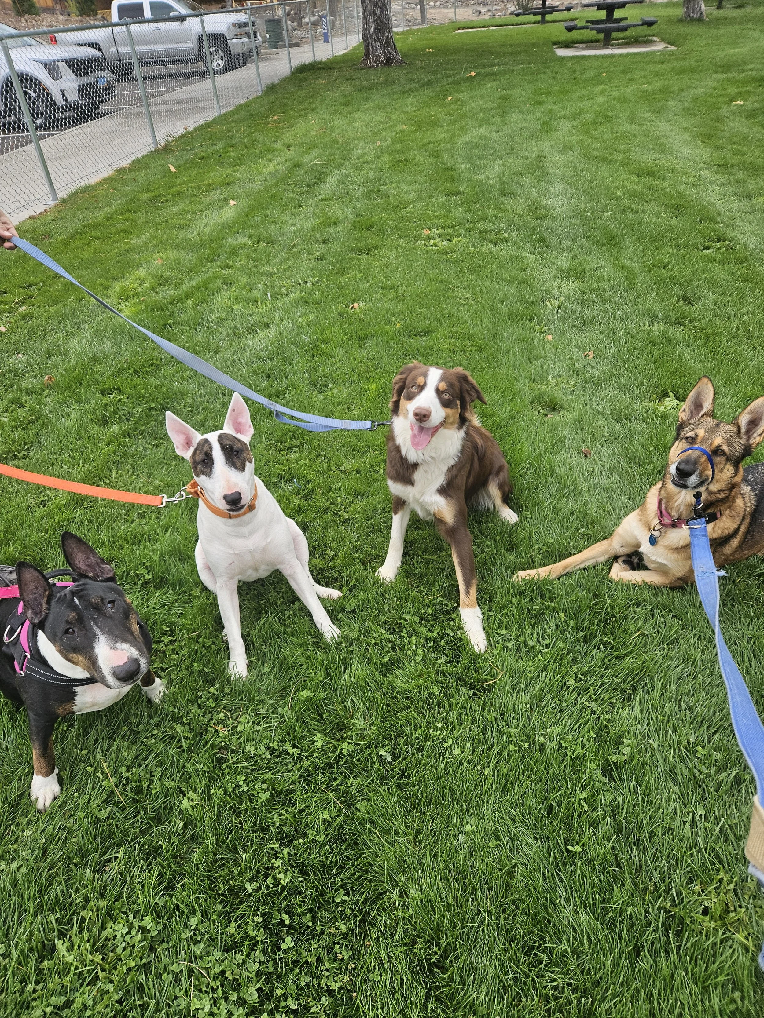 Four dogs sitting on a grassy field, with some trees, a picnic table, and parked cars in the background.