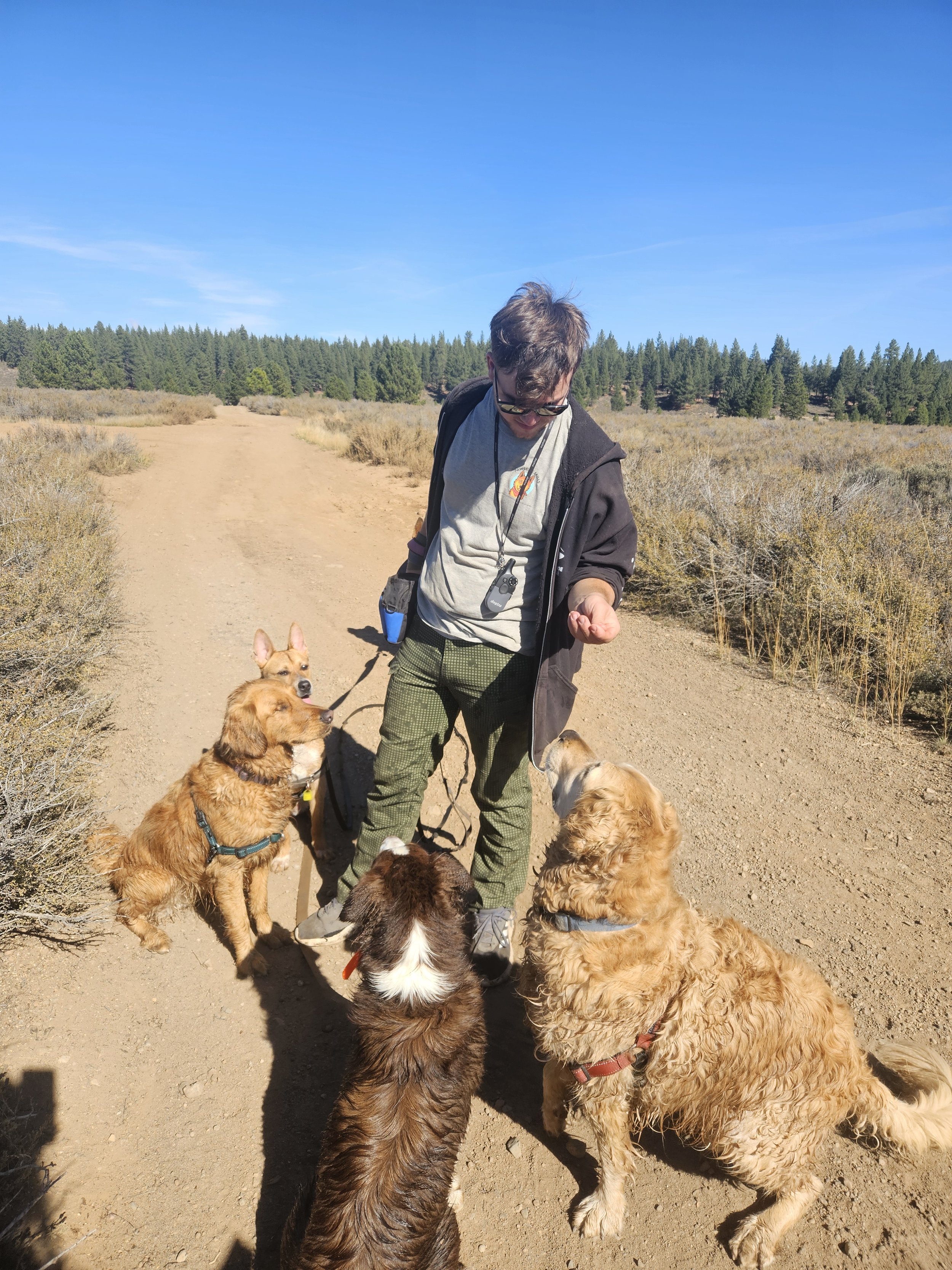 A person with five dogs on a dirt trail in a natural landscape under a clear blue sky.