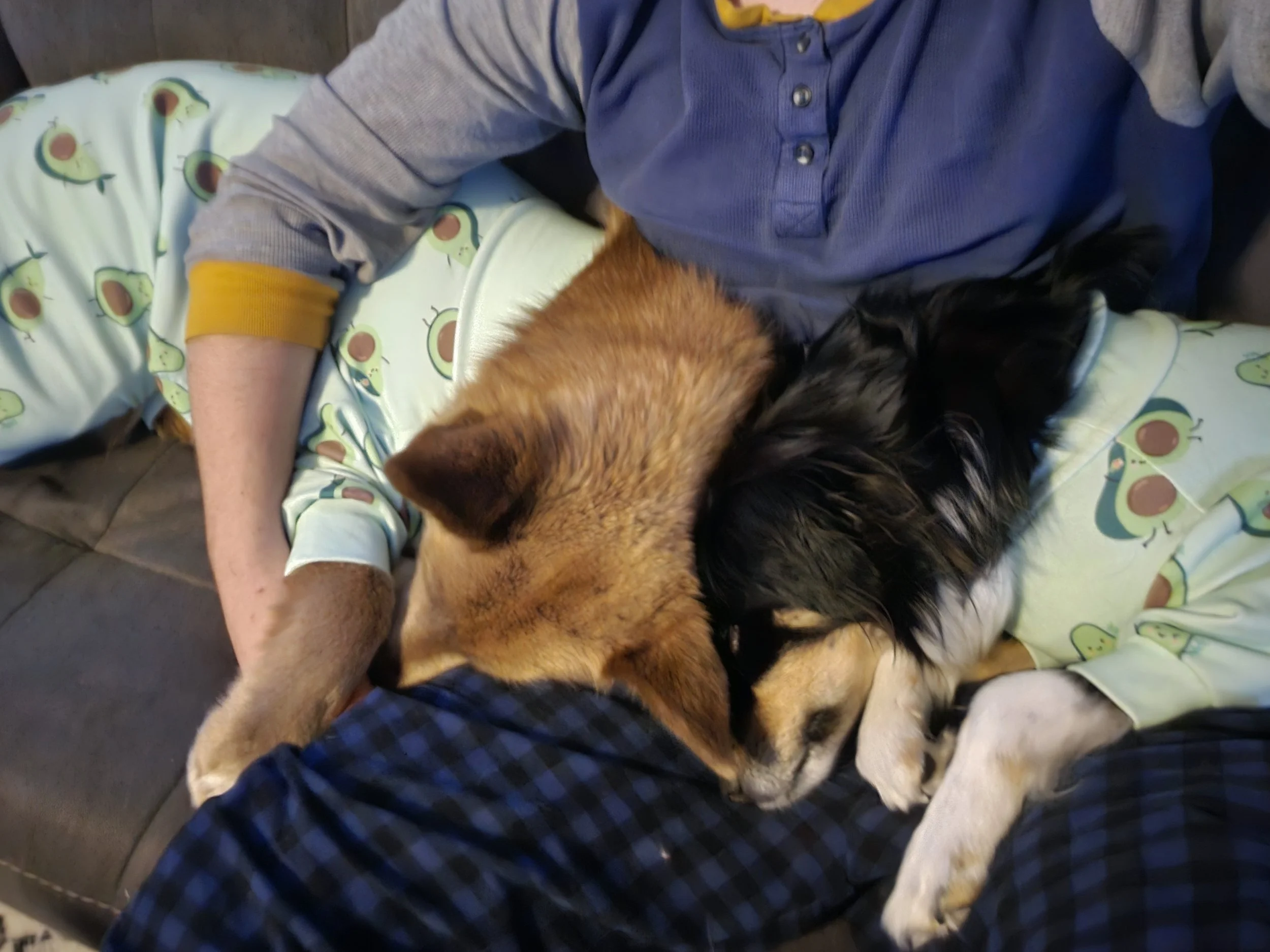 Two dogs snuggling together on a person's lap, one wearing pajamas with avocado prints and the other a black and white coat, while the person sits on a gray couch.