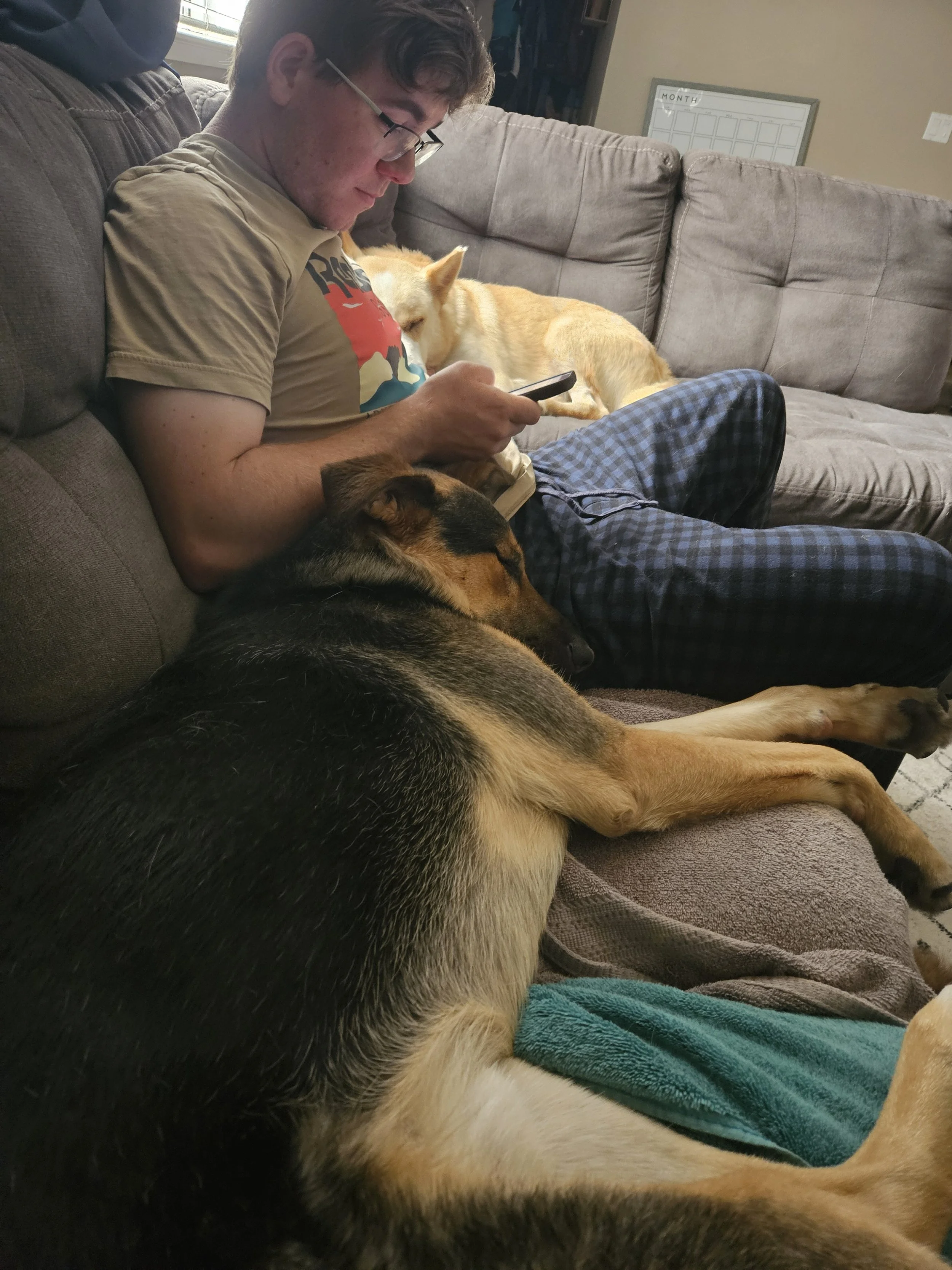 A young man with glasses sitting on a couch looking at his phone, surrounded by three dogs resting on or near him, one large sleeping dog lying across his lap and two smaller dogs resting on the couch and behind him.