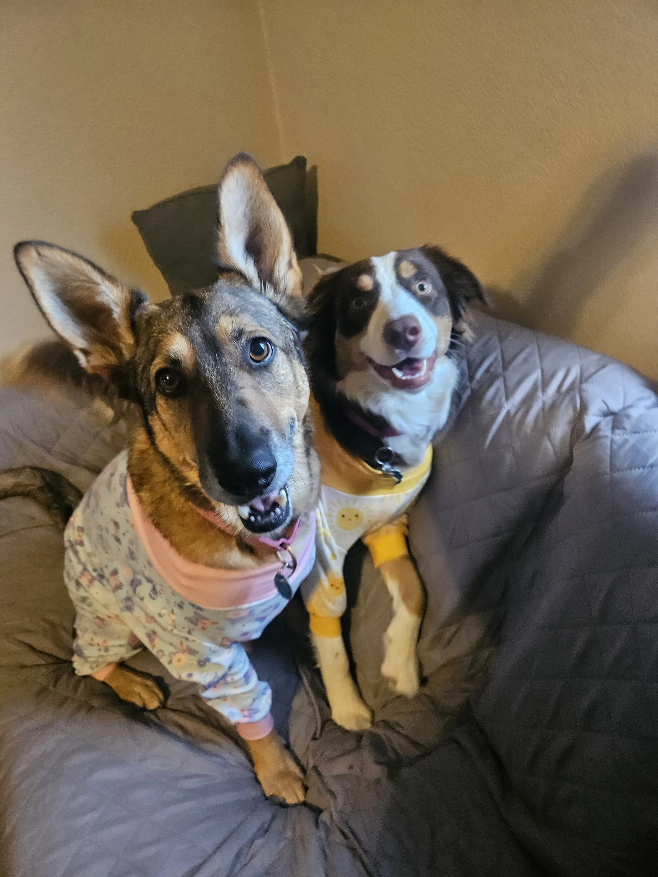Two playful dogs in pajamas sitting on a gray quilted couch, one with a tan coat and large ears, and the other with a black and white coat, both smiling.