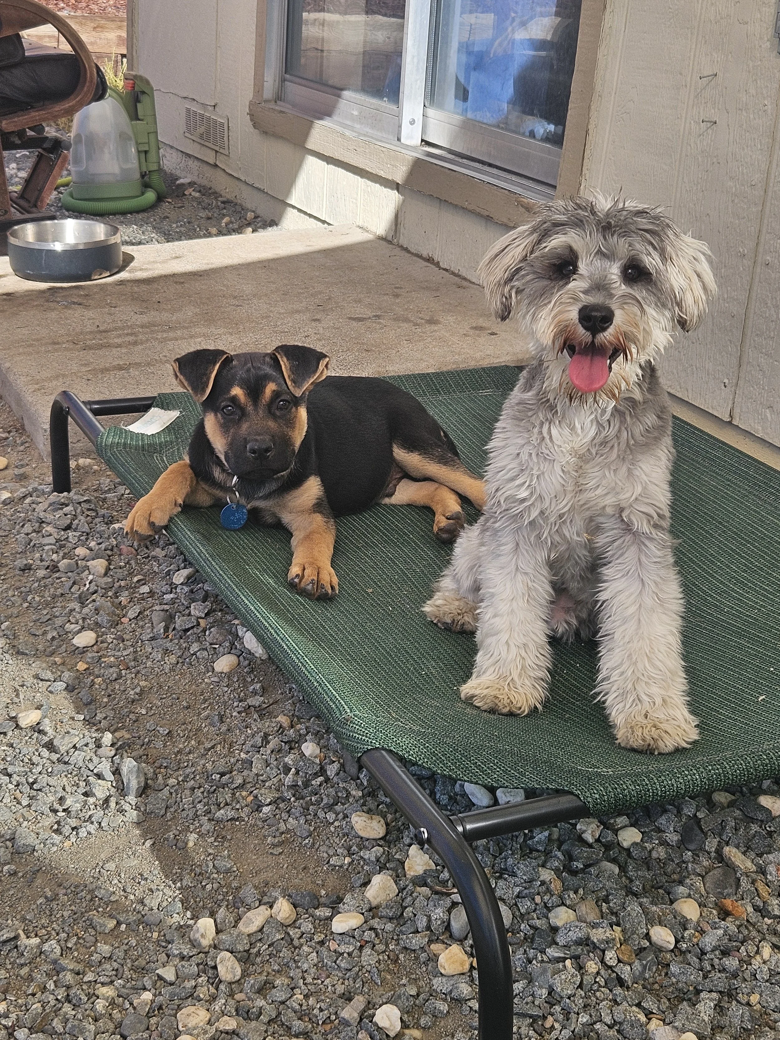 Two dogs, one small black and tan puppy lying down with ears perked up and a slightly larger gray, white, and black dog with curly fur and tongue out sitting on a green elevated dog bed outside on gravel near a house.