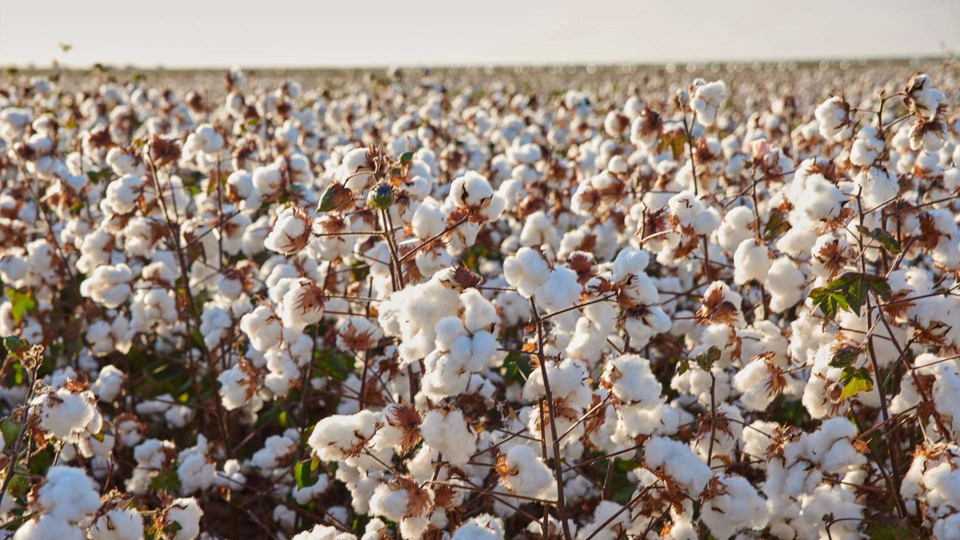 Not All Egyptian Cotton Is Created Equal