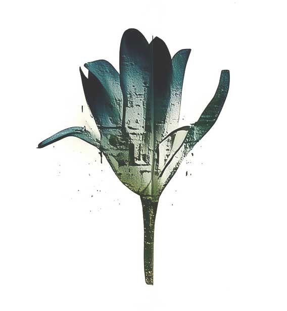 Artistic illustration of a flower with textured petals, grayscale color scheme