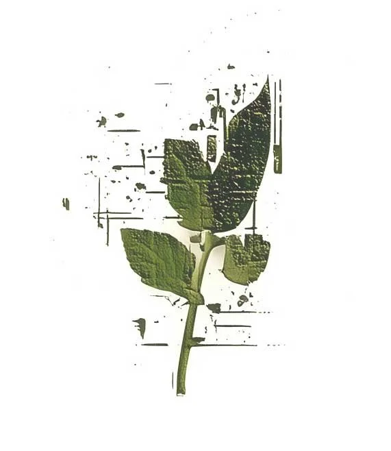 Green plant stem with leaves on white background