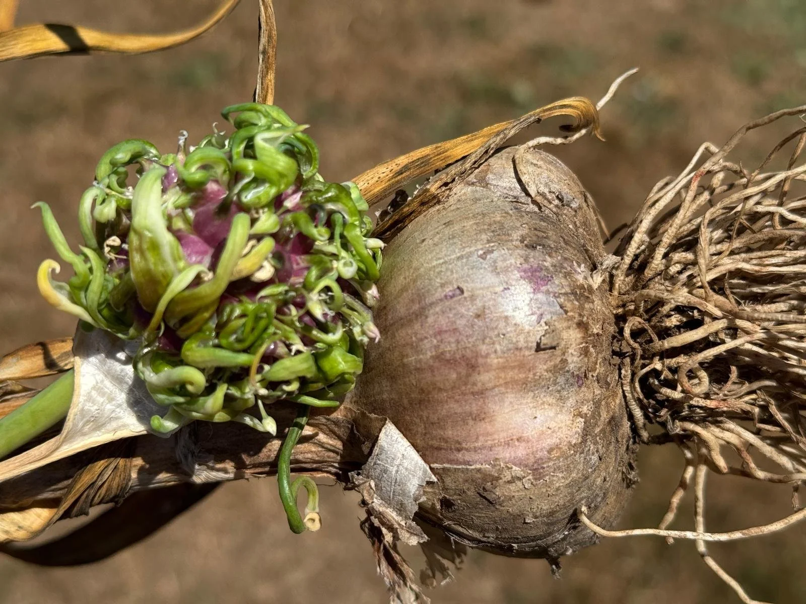 Close-up of a sprouting onion bulb with green and purple sprouts, dry leaves, and roots.