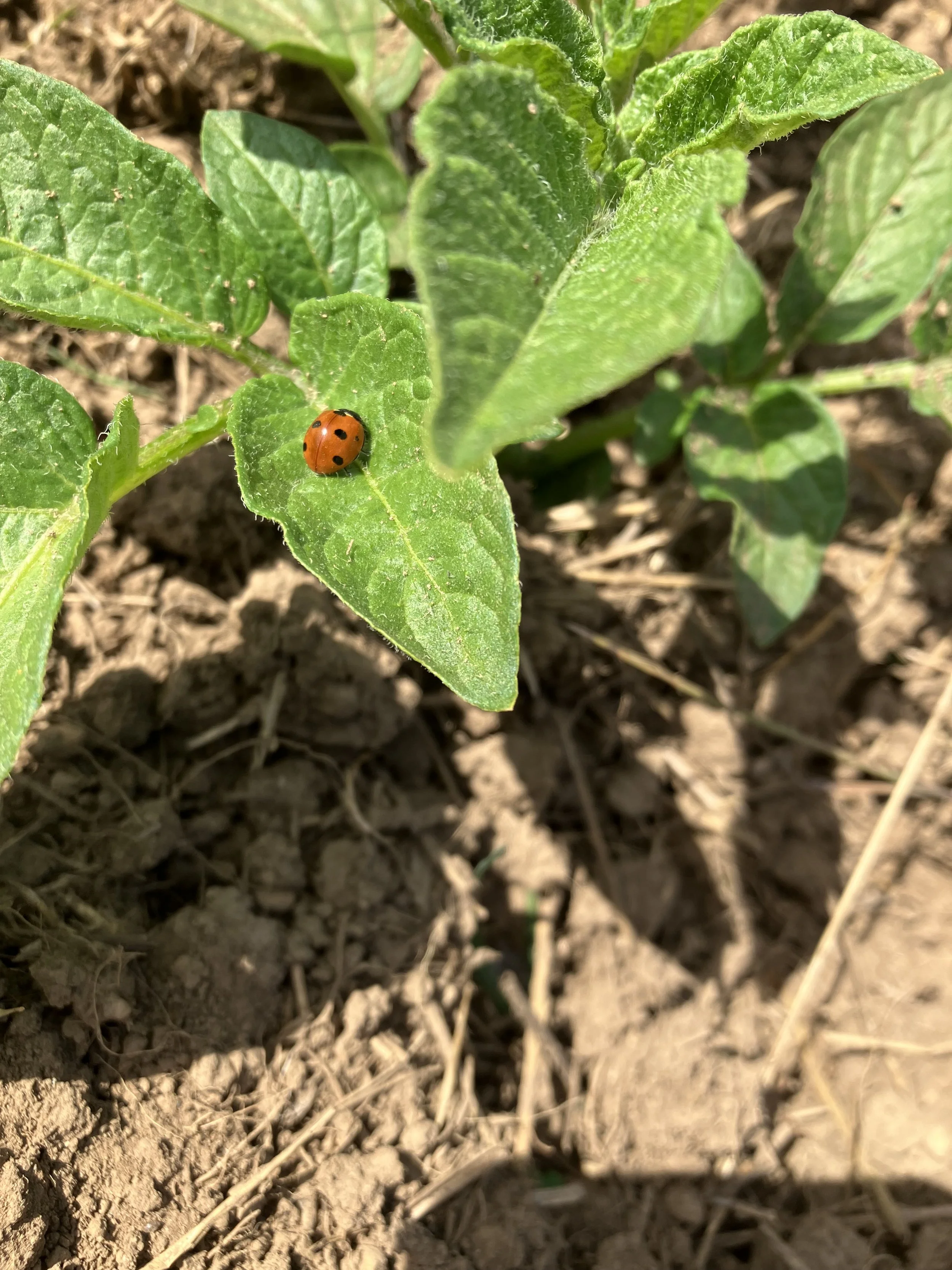 A ladybug on a green leaf in a garden with dry soil around.