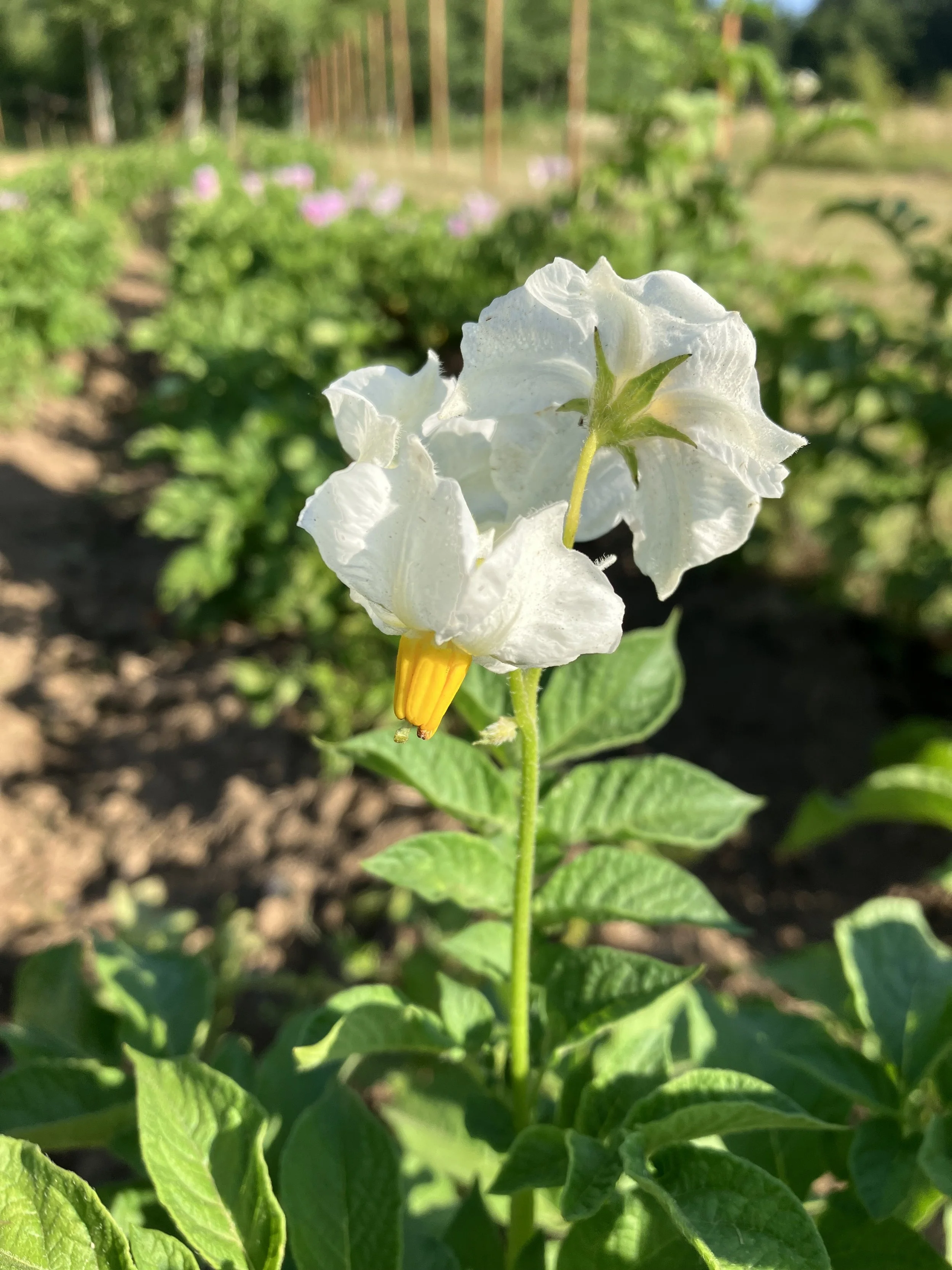 Close-up of a white flowering plant with yellow stamens, surrounded by green leaves, in a garden or farm setting.
