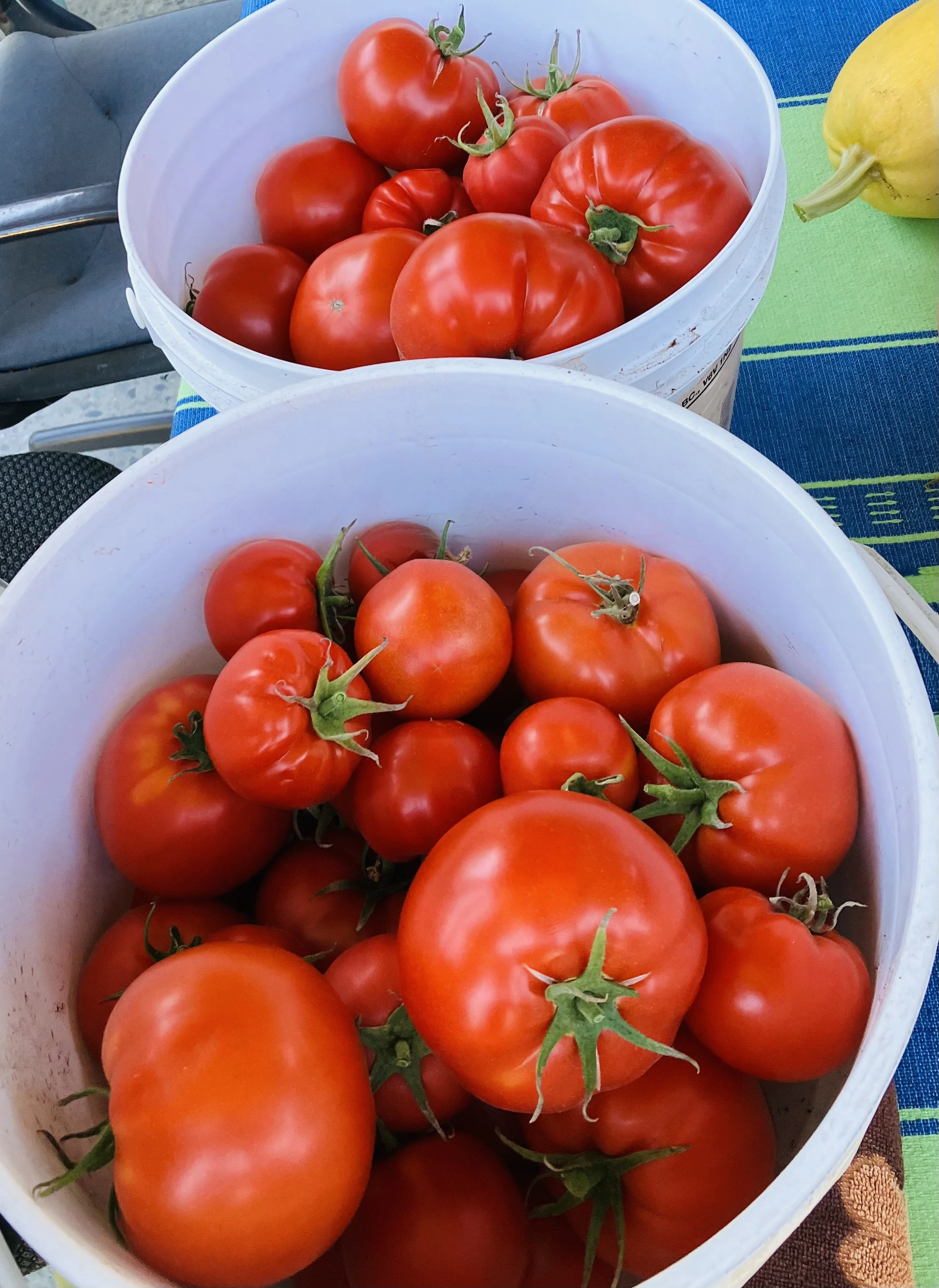 Two white buckets filled with ripe red tomatoes placed on a colorful striped tablecloth.