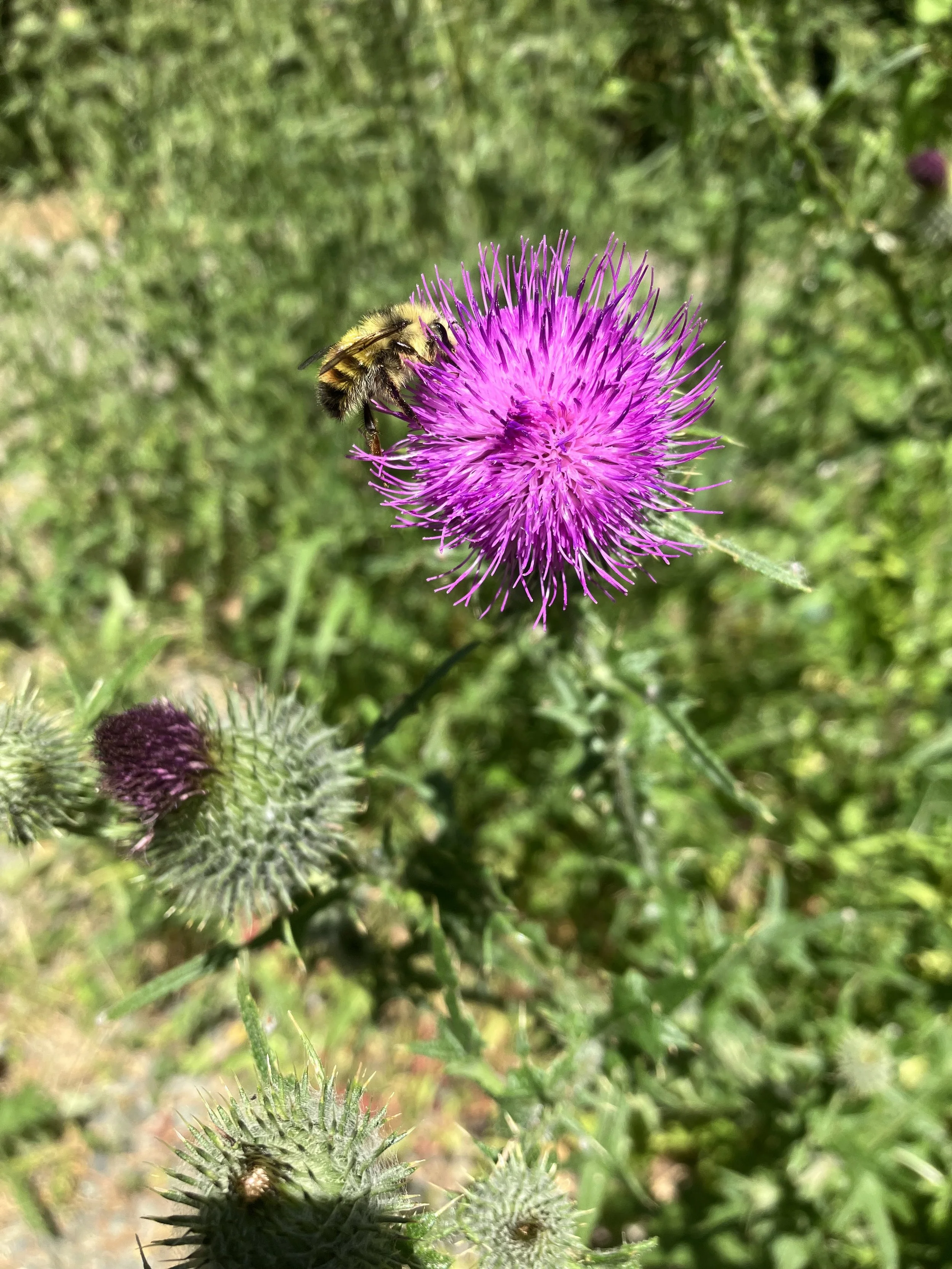 A bee collecting nectar from a bright pink thistle flower, with several other unbloomed thistle buds in the background.