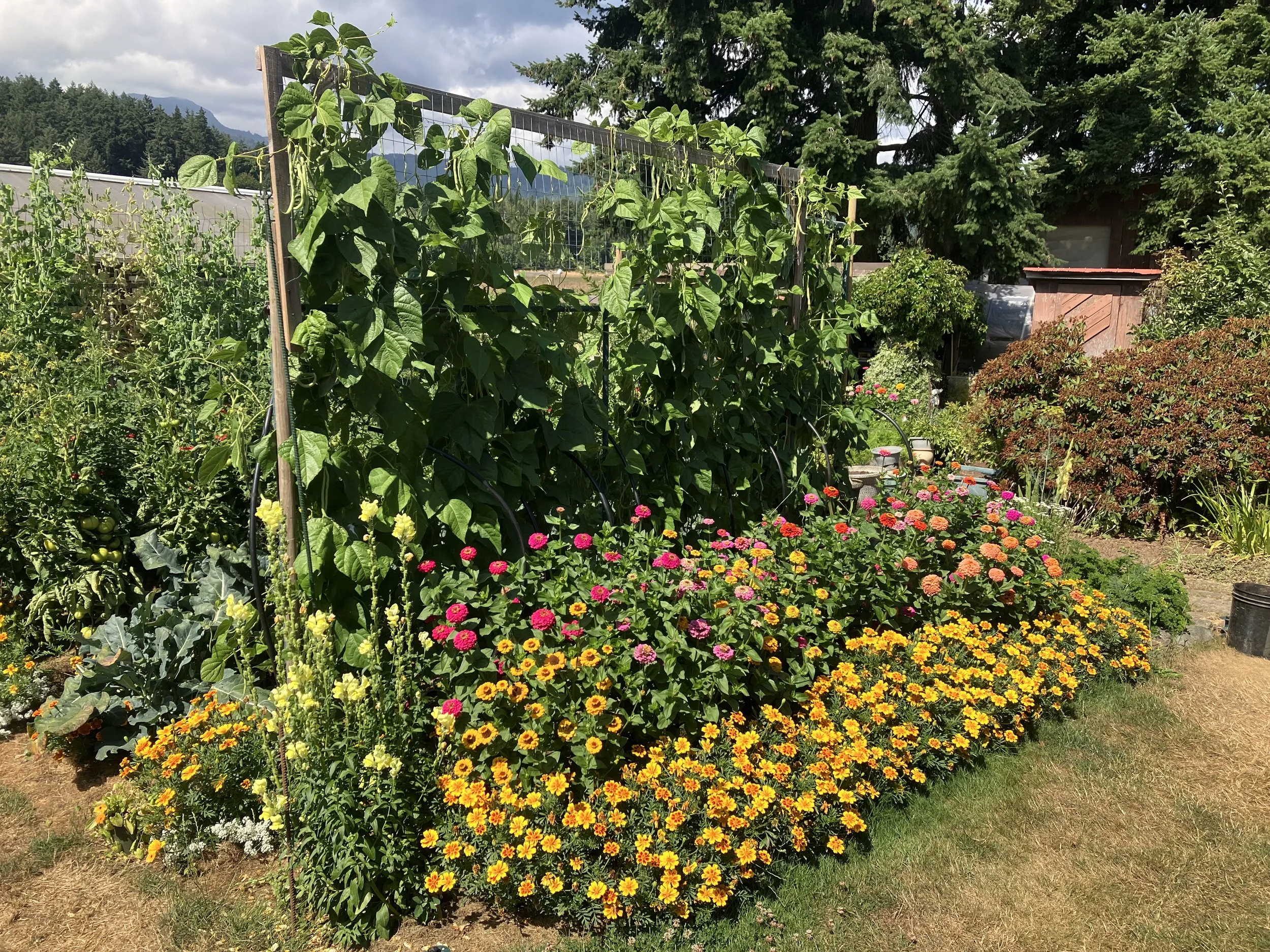 A lush garden with a variety of vegetables and colorful flowers, including tomatoes, beans, marigolds, and zinnias, under a partly cloudy sky.