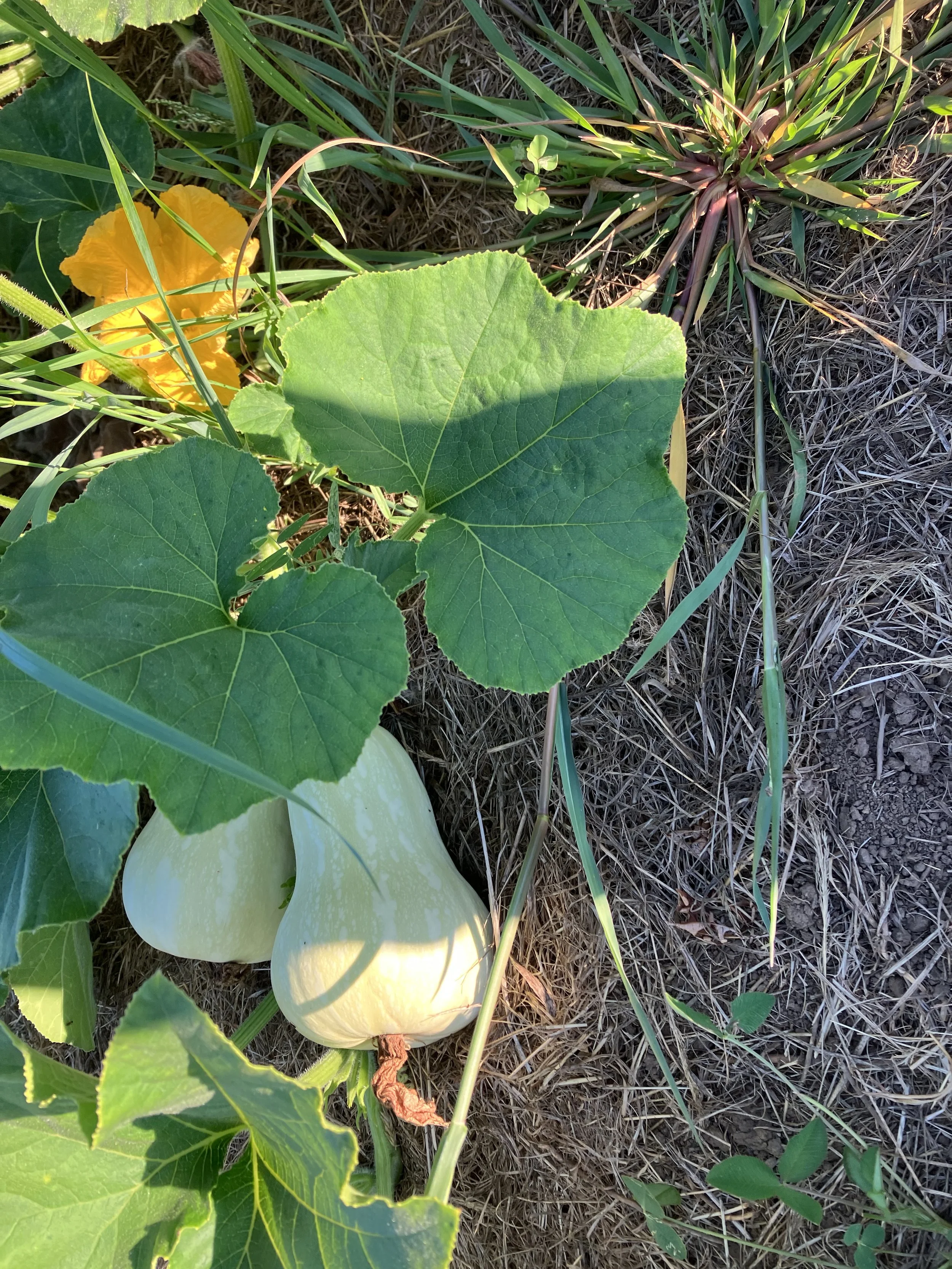 A white pumpkin growing among green leaves, near some yellow flowers, with grass and dry soil around.