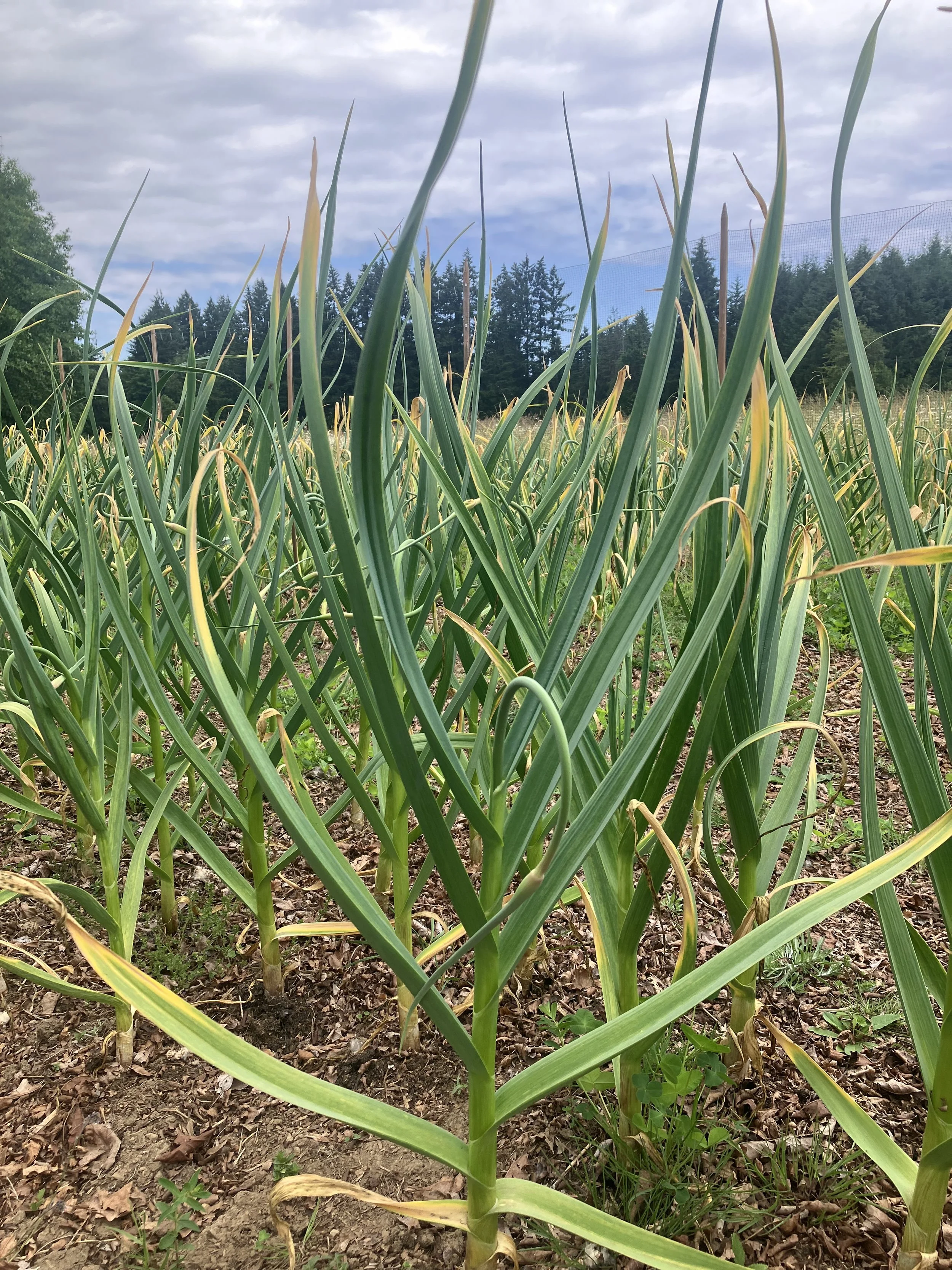 Close-up of green onion plants growing in a farm field, with a background of trees and a cloudy sky.