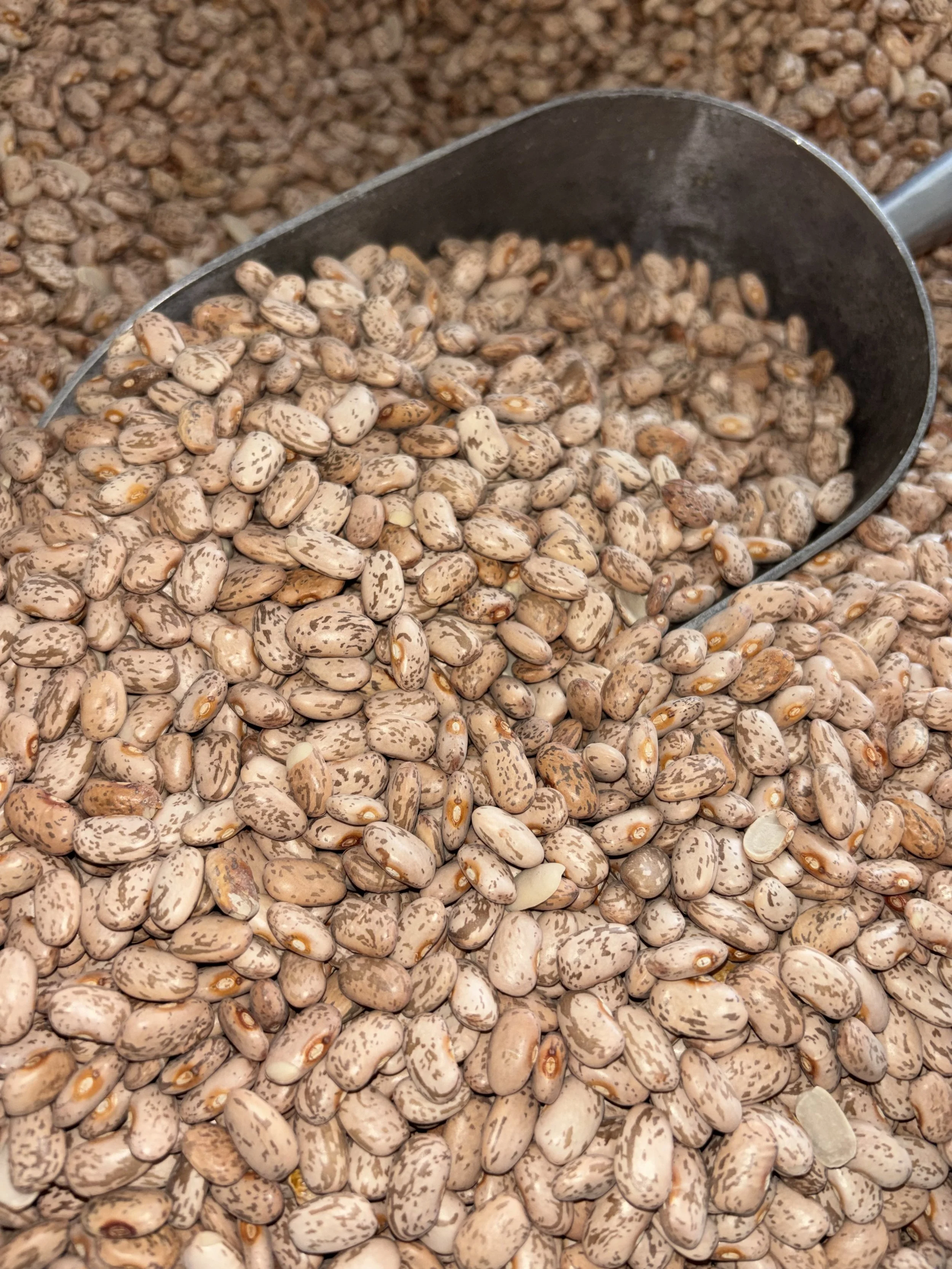 Pinto Beans Las Uva Valley