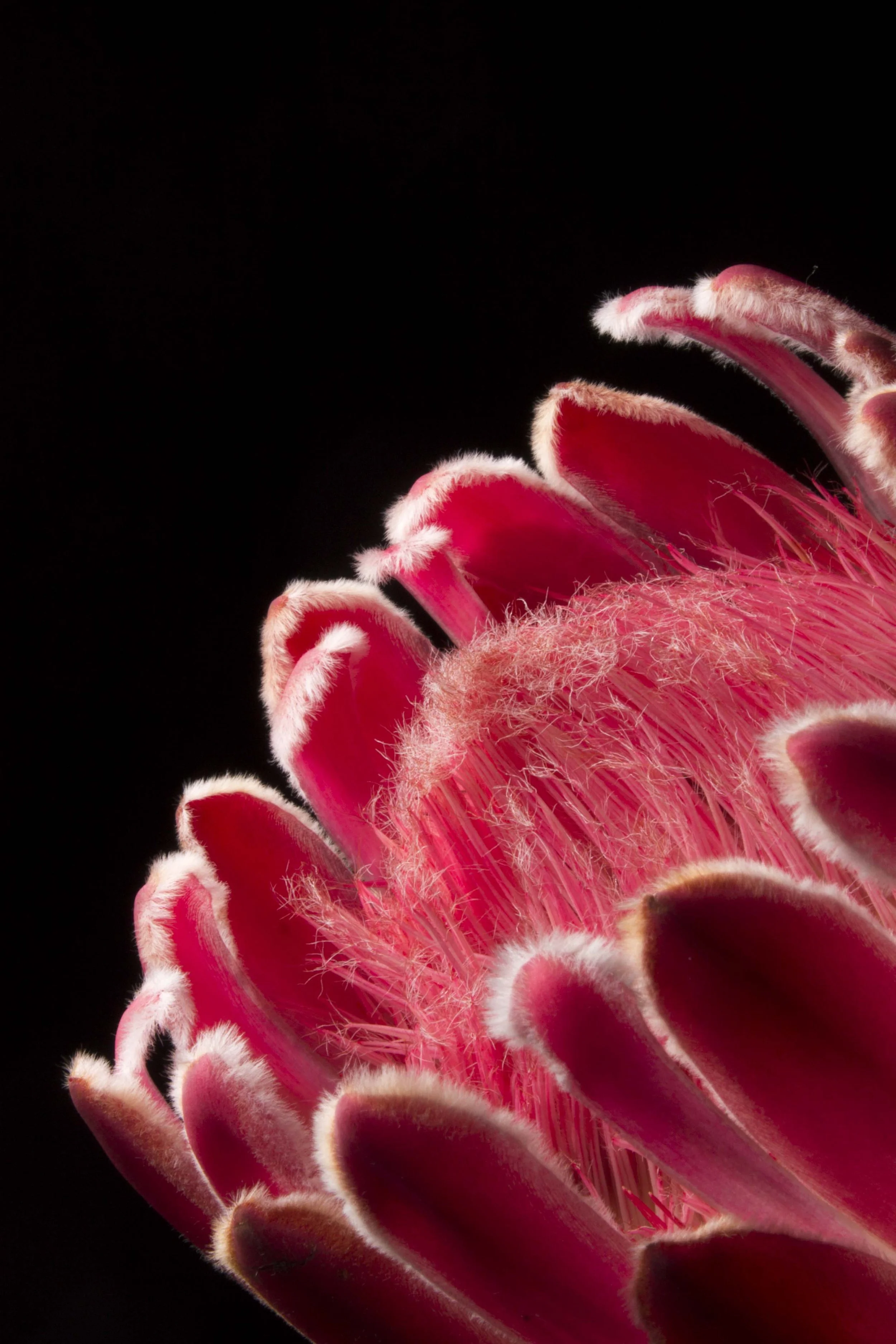 33. UPLOAD Flora02.jpg