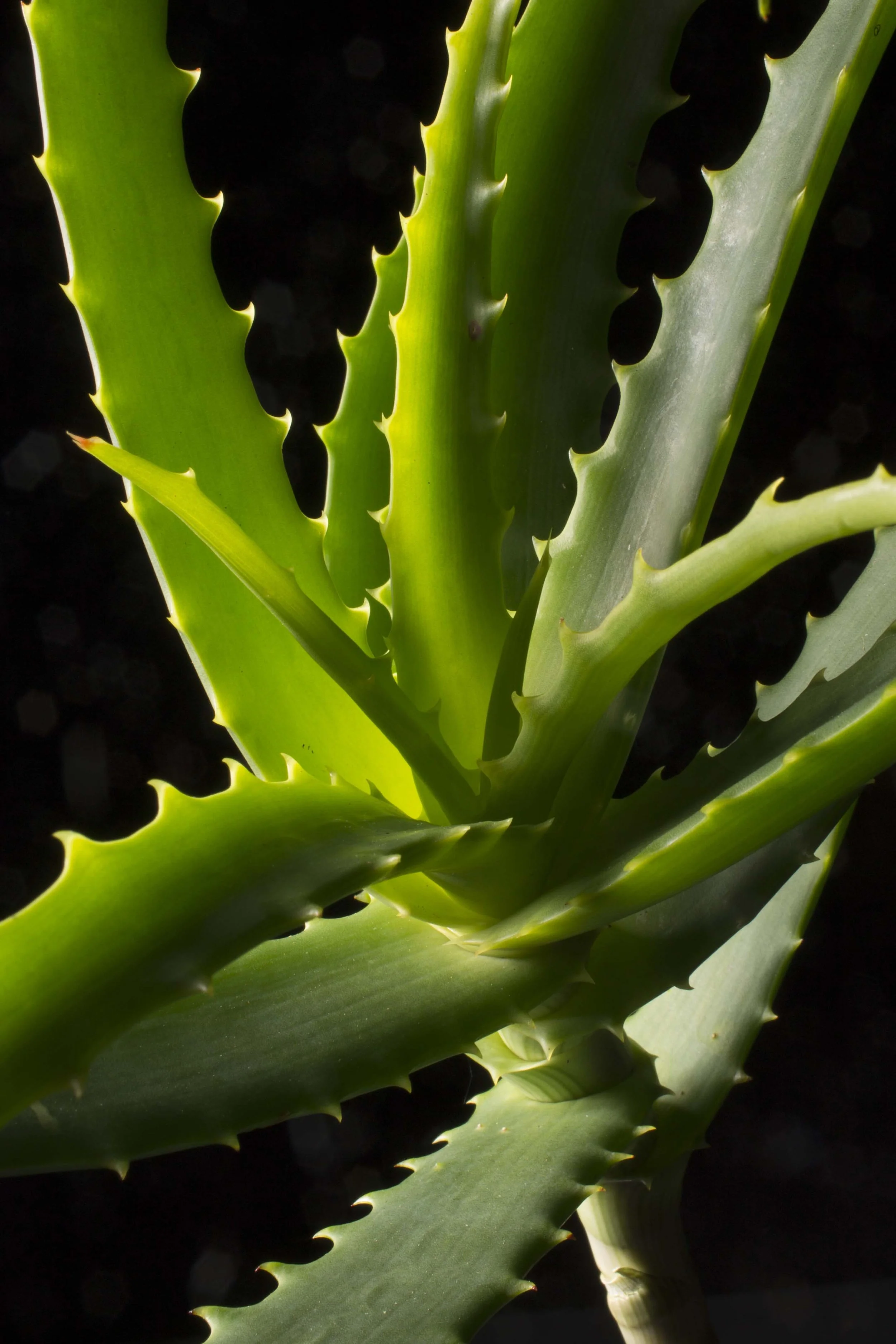 32. UPLOAD Flora04.jpg
